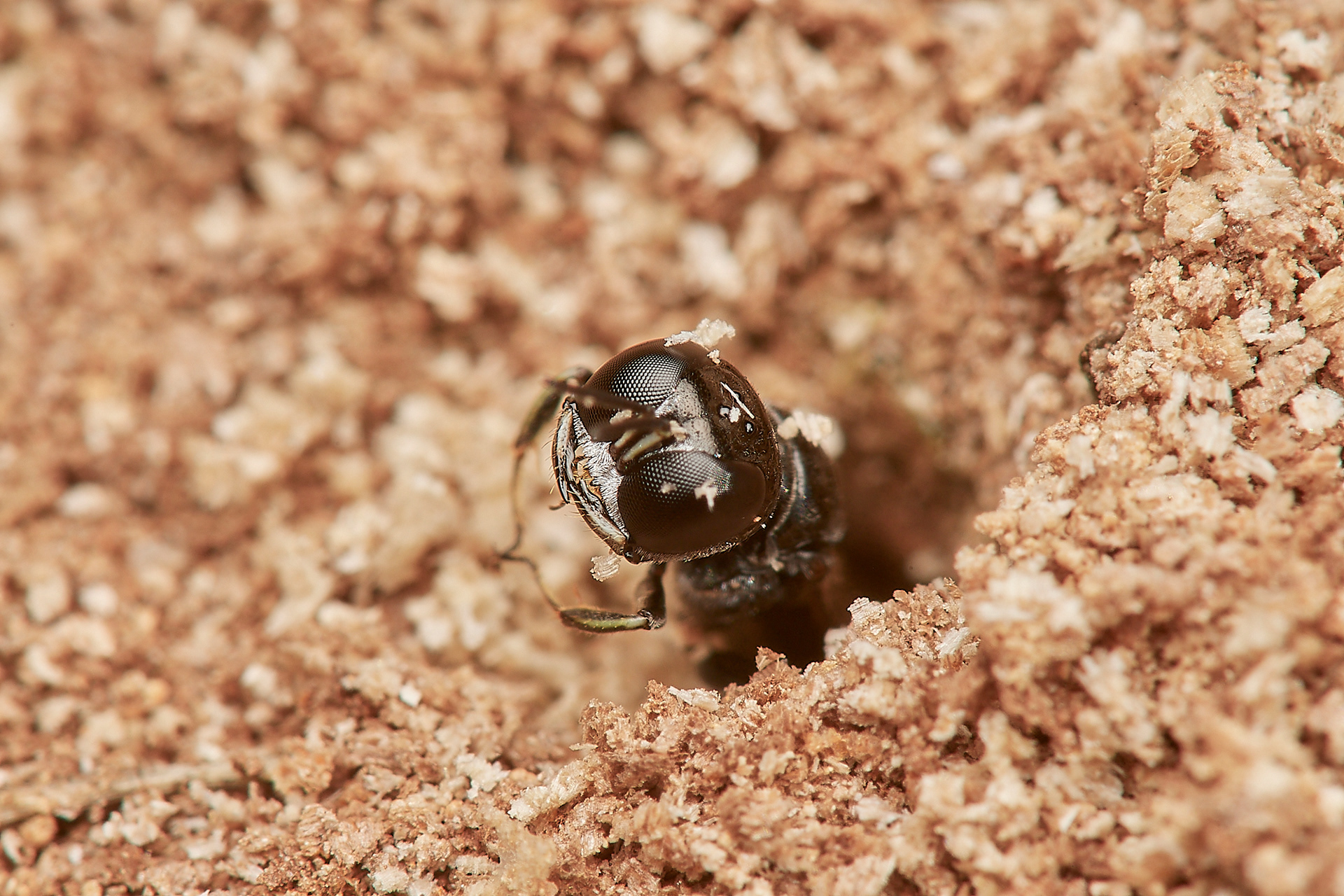 Ring-legged Crossocerus ♀︎(Crossocerus annulipes) Hanworth