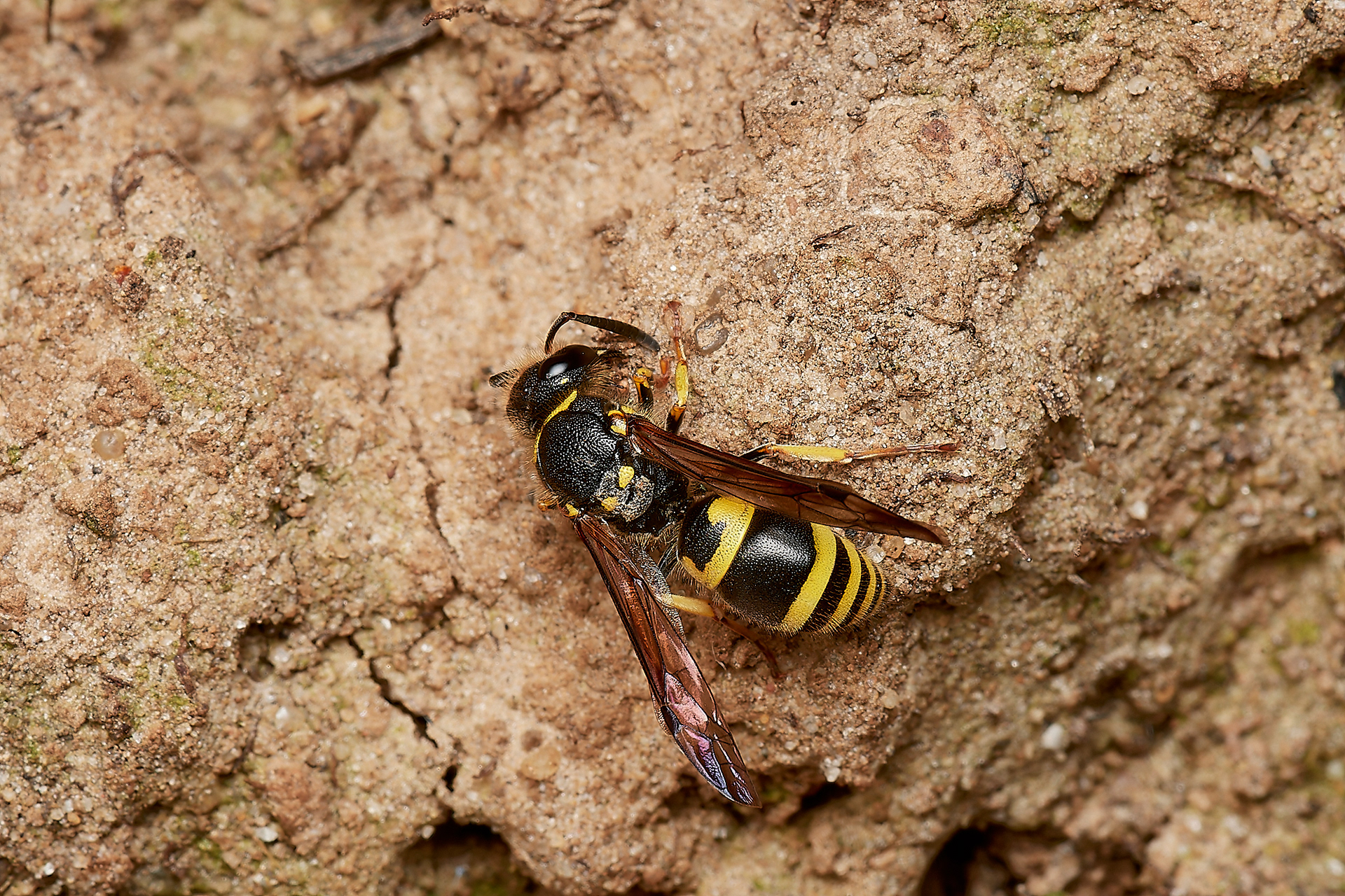 Early Mason Wasp (Ancistrocerus nigricornis) Hanworth