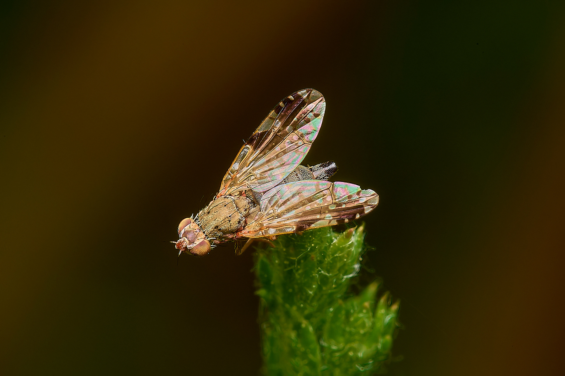Tephritis Sp