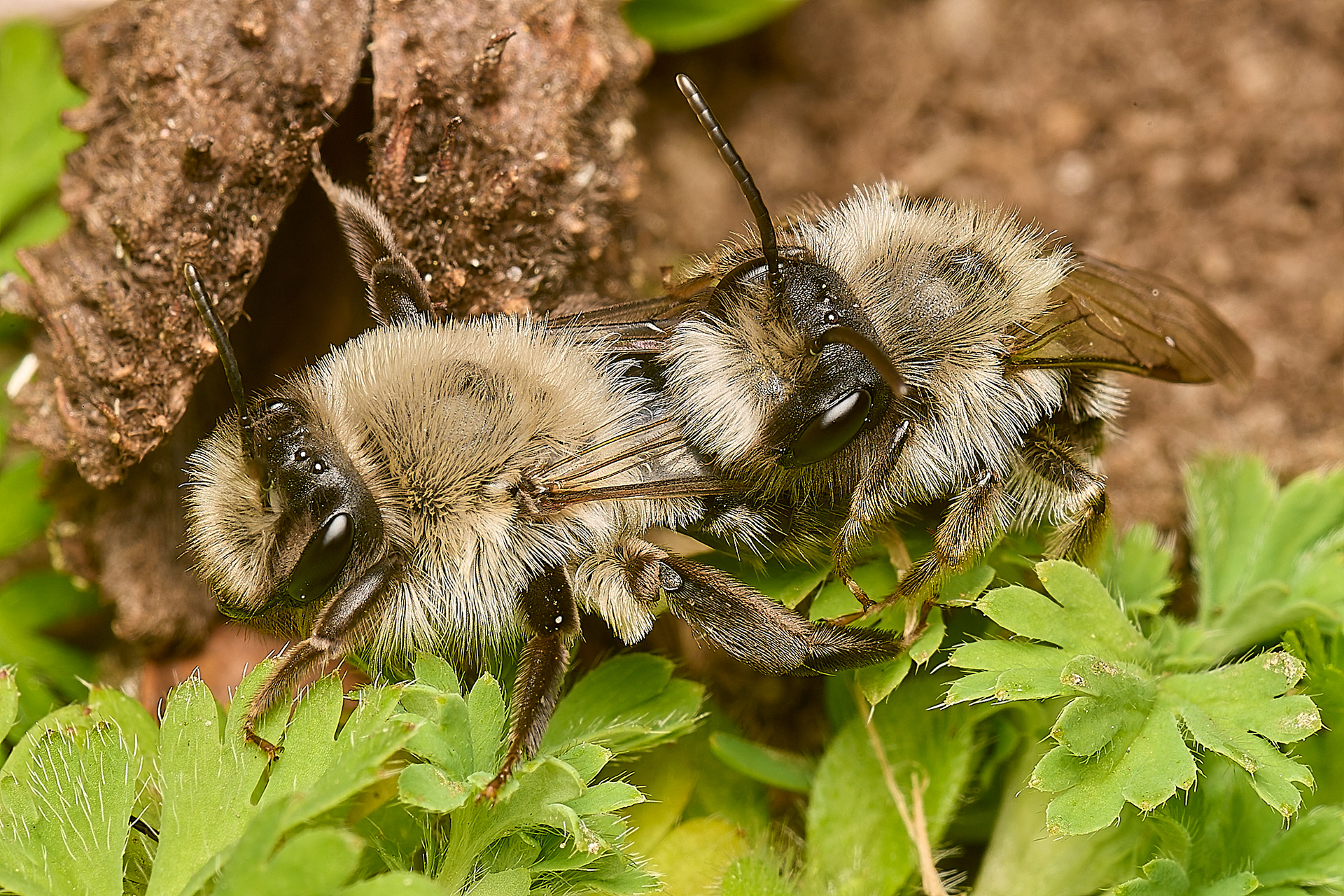 Grey - backed Mining Bee ♀︎&♂︎ (Andrena vega) Norwich