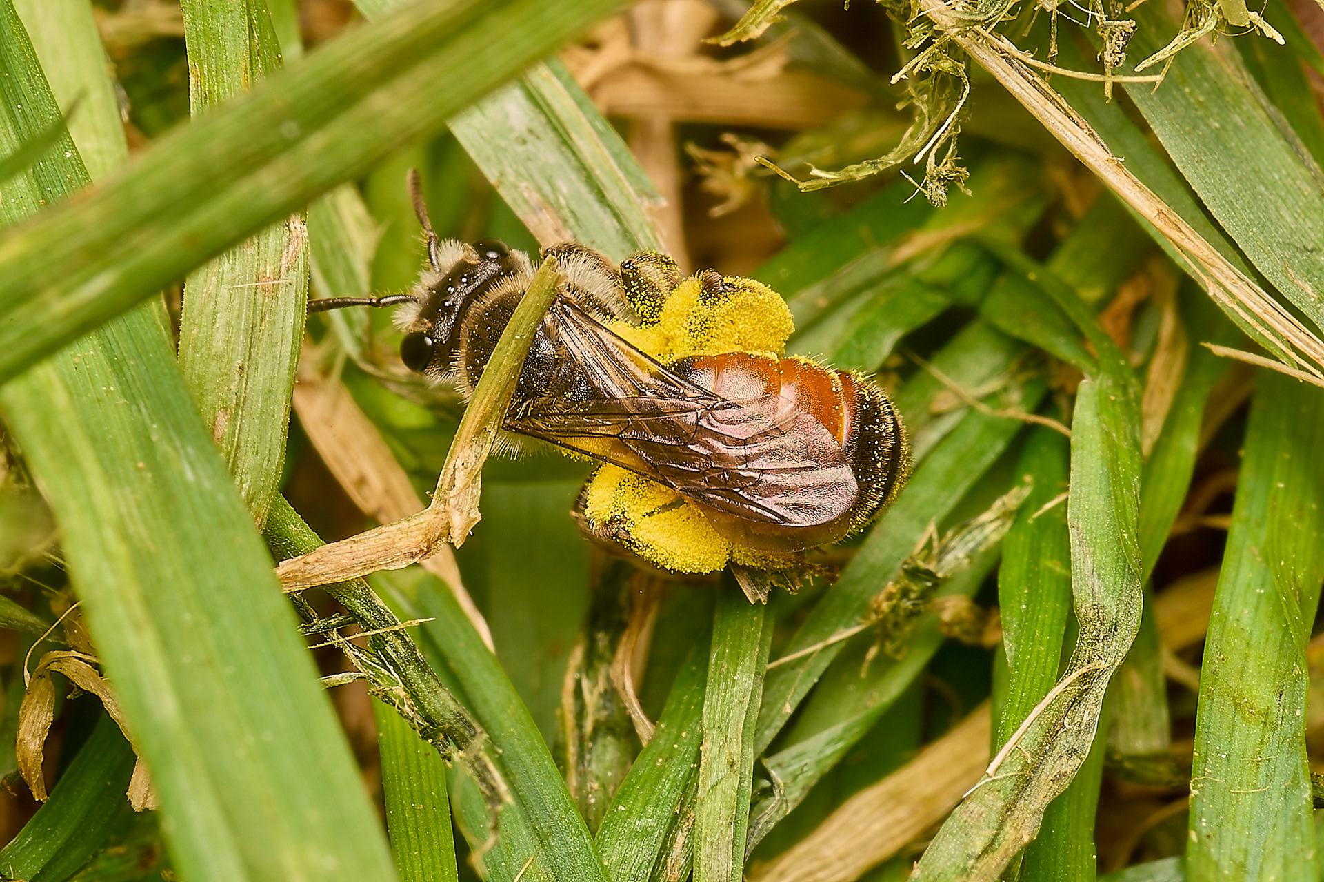 Catsear Mining Bee (Andrena humilis) ♀︎