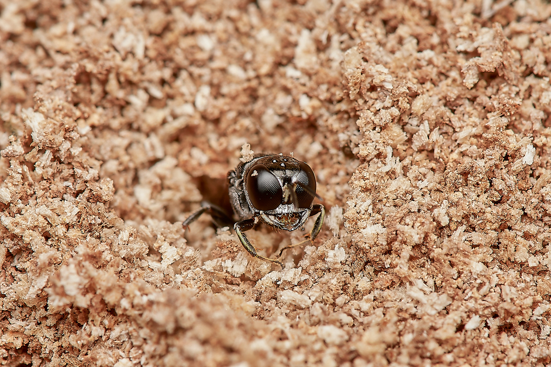 Ring-legged Crossocerus ♀︎(Crossocerus annulipes) Hanworth