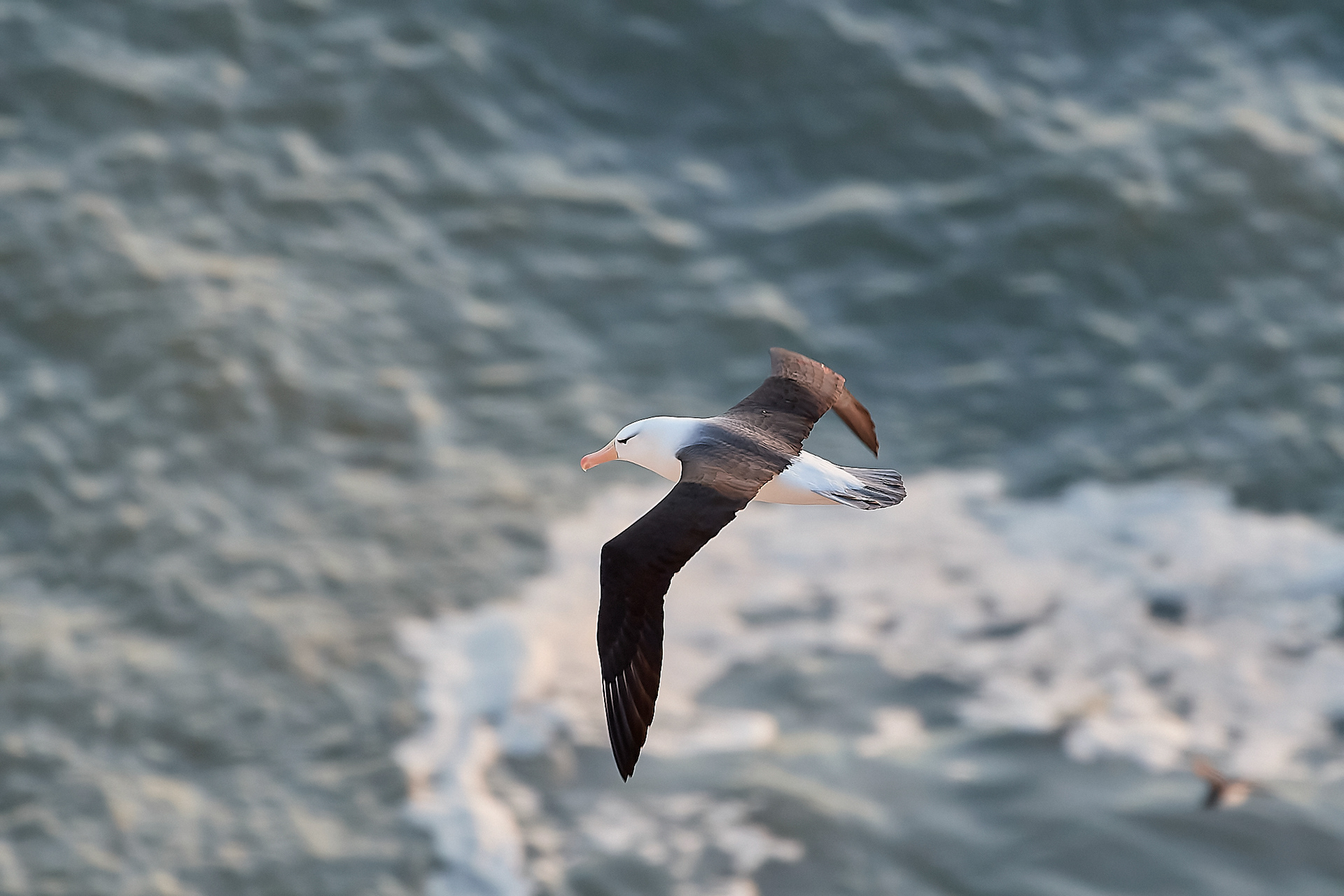 Black-browed Albatross (Thalassarche melanophris)
