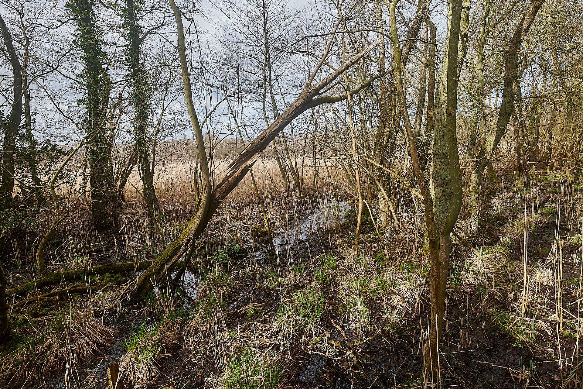 Smallburgh Fen