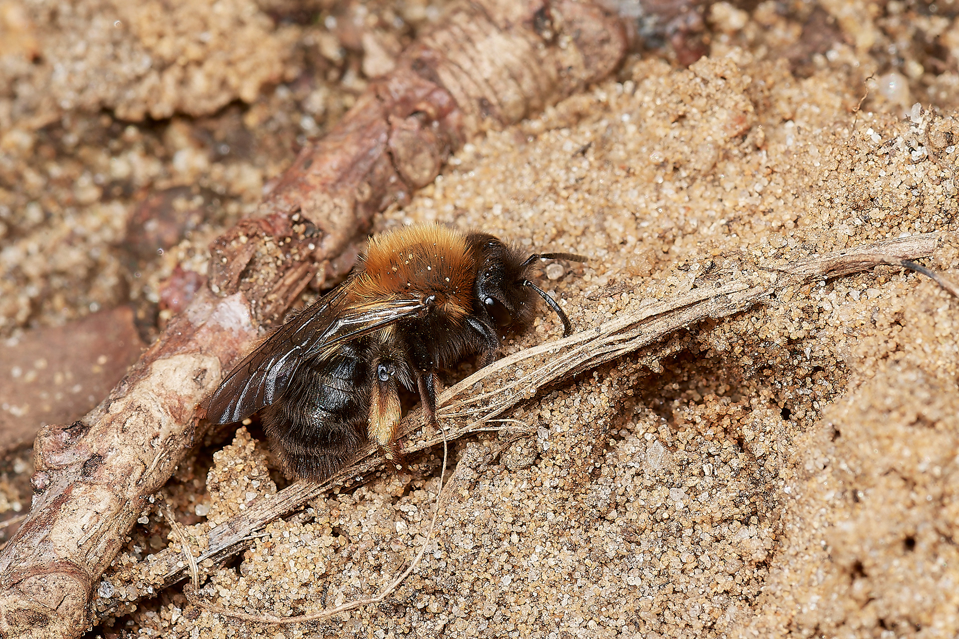 Clark's Mining Bee ♀︎(Andren clarkella) Strumpshaw 03/23