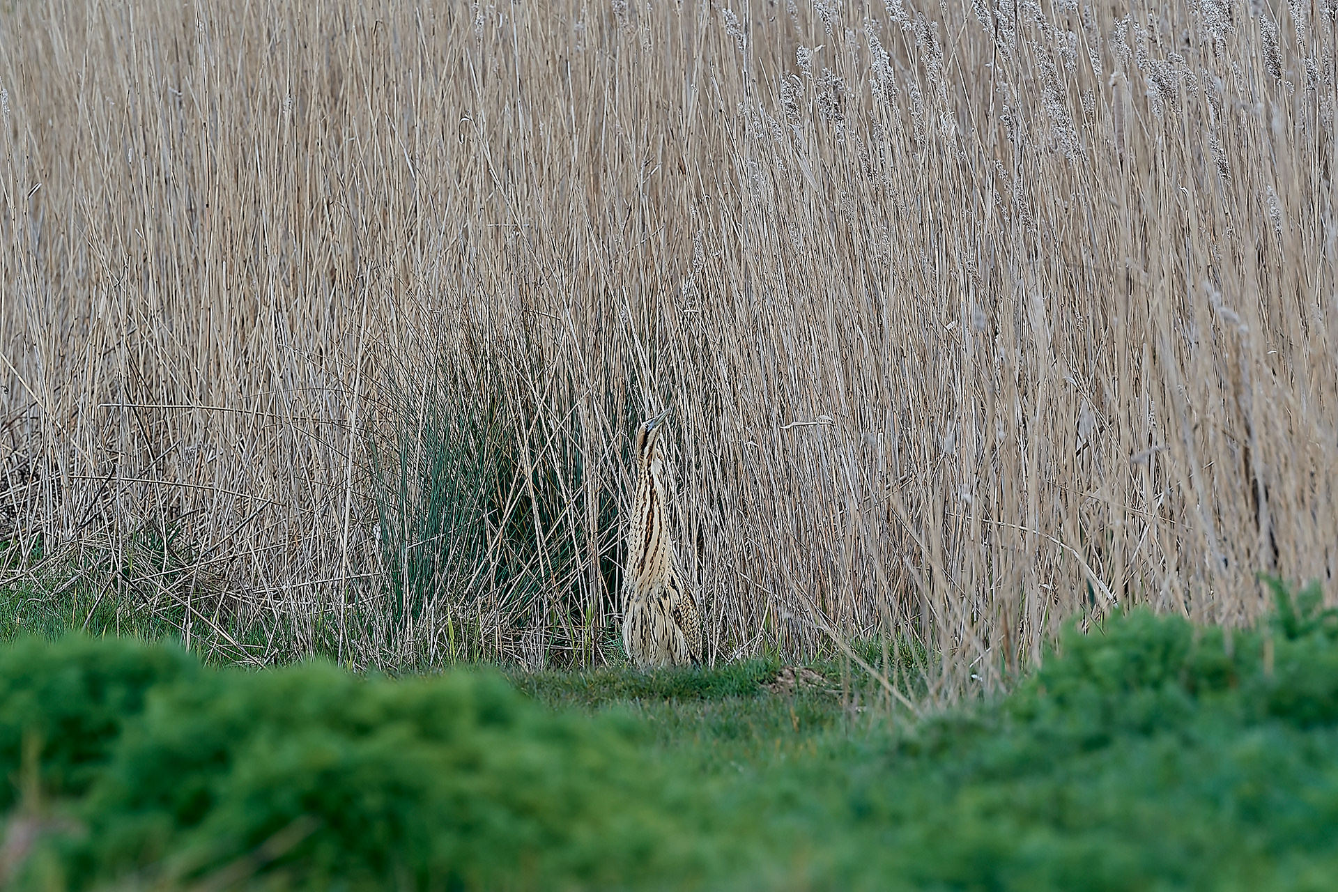 Bittern ♂︎ (Botaurus stellaris) Cley