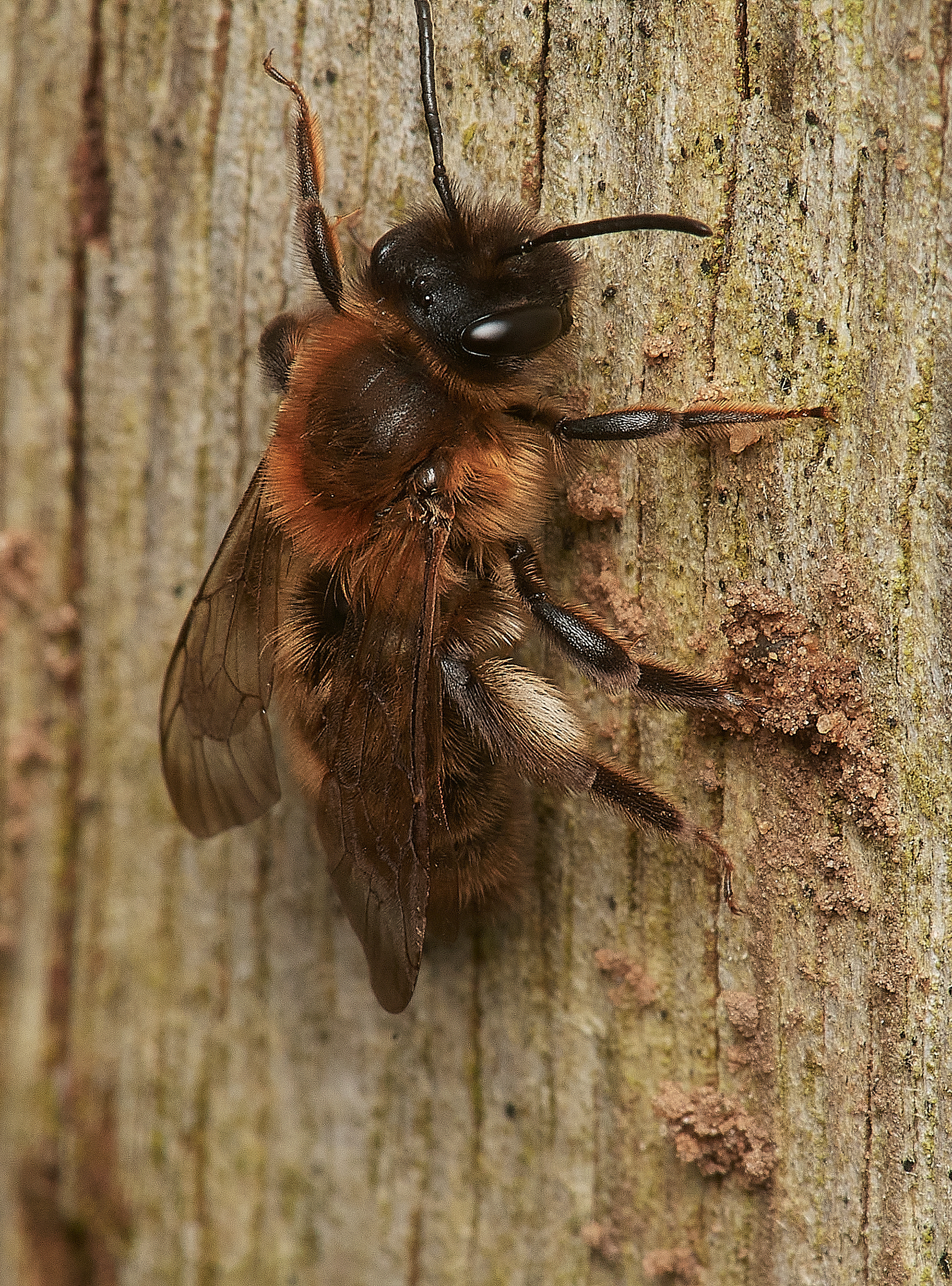 Broad-margined Mining Bee ?(Andrena synadelpha) Hanworth 03/23