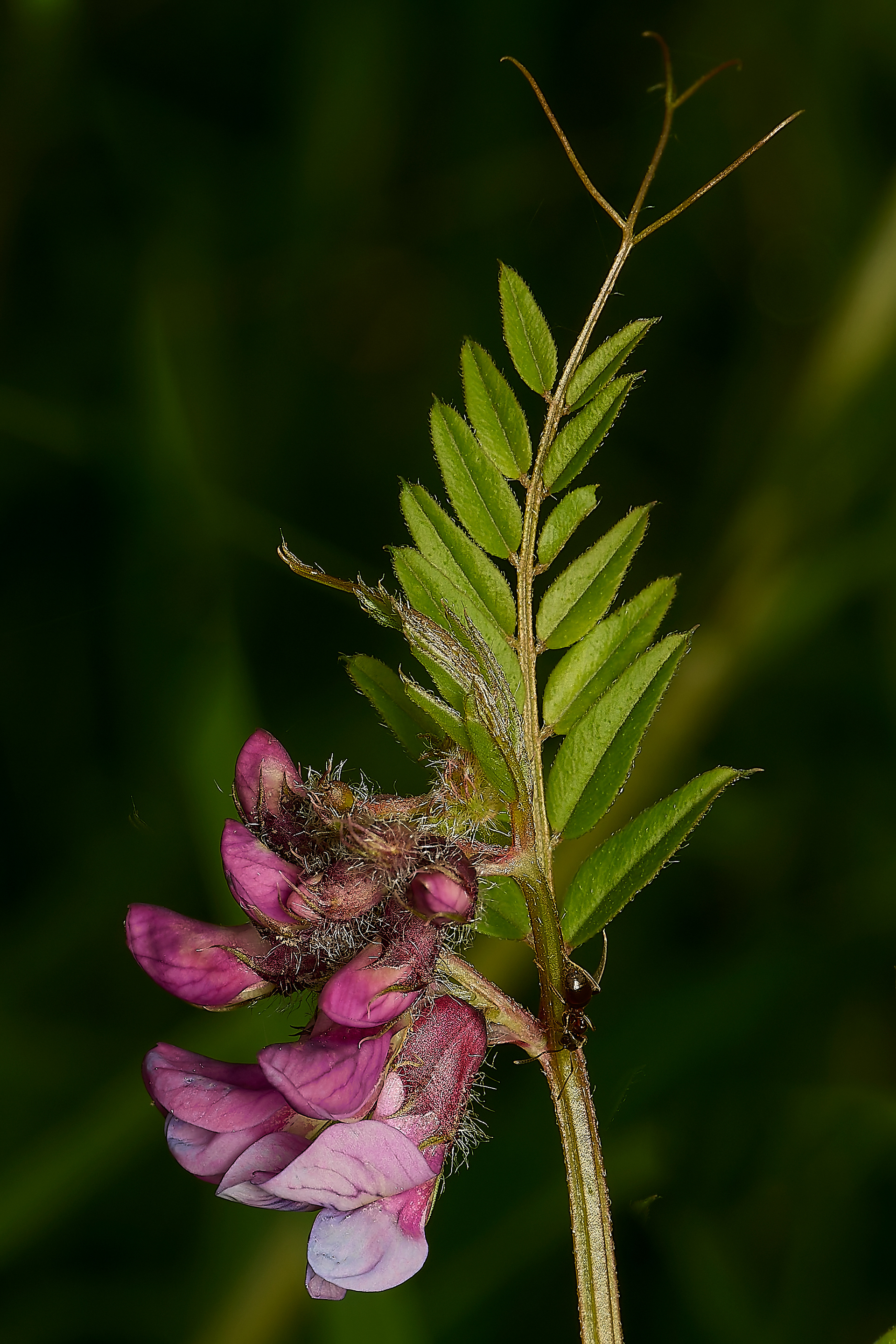 Bush Vetch