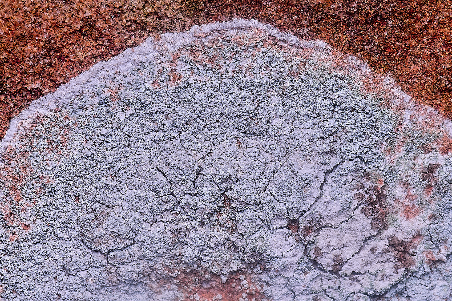 Haematomma ochroleucum var prophyrium