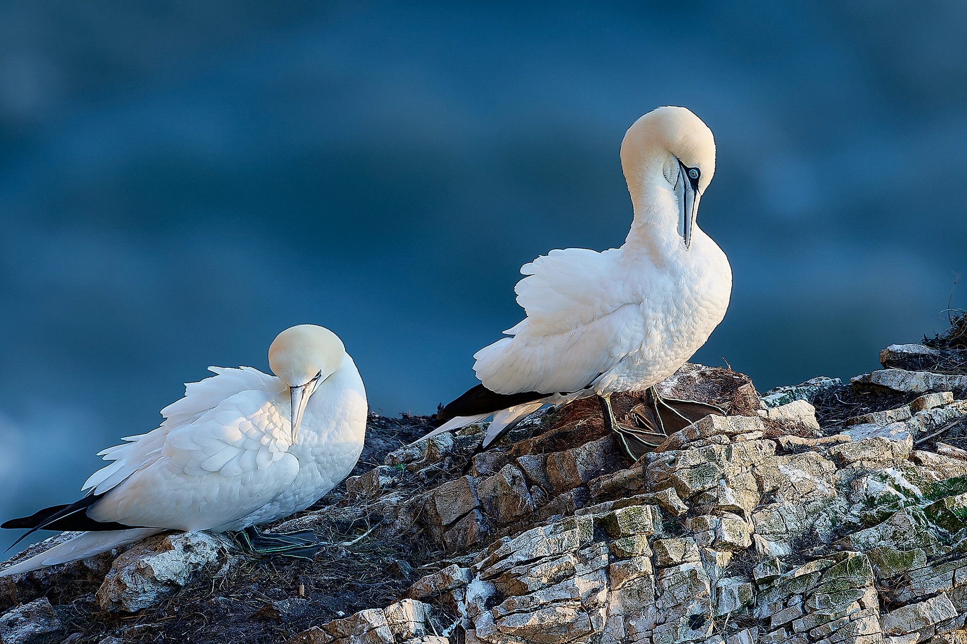 Gannets (Morus bassanus)