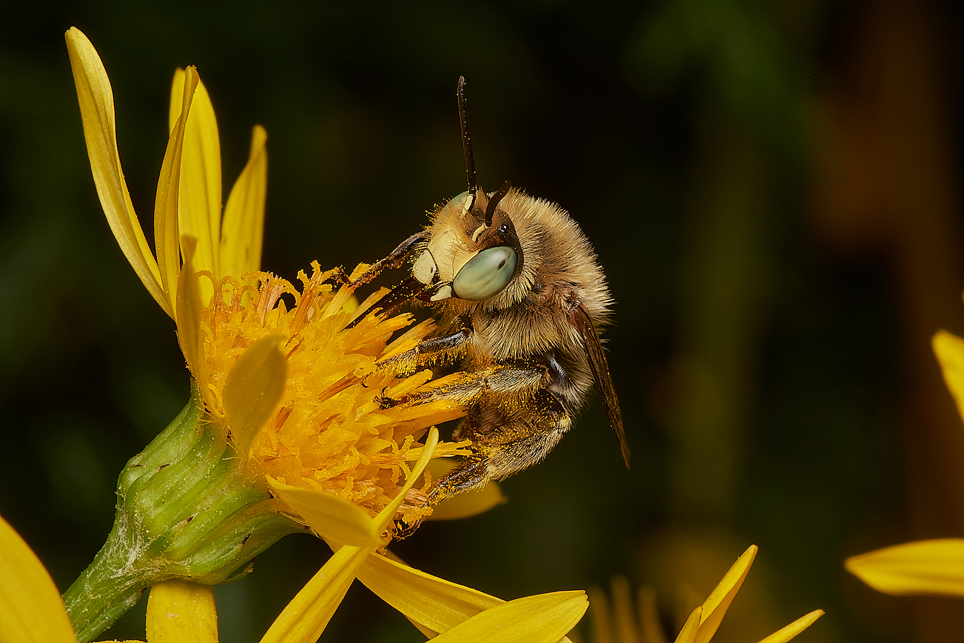 Green-eyed Flower Bee (Anthophora bimaculata)
