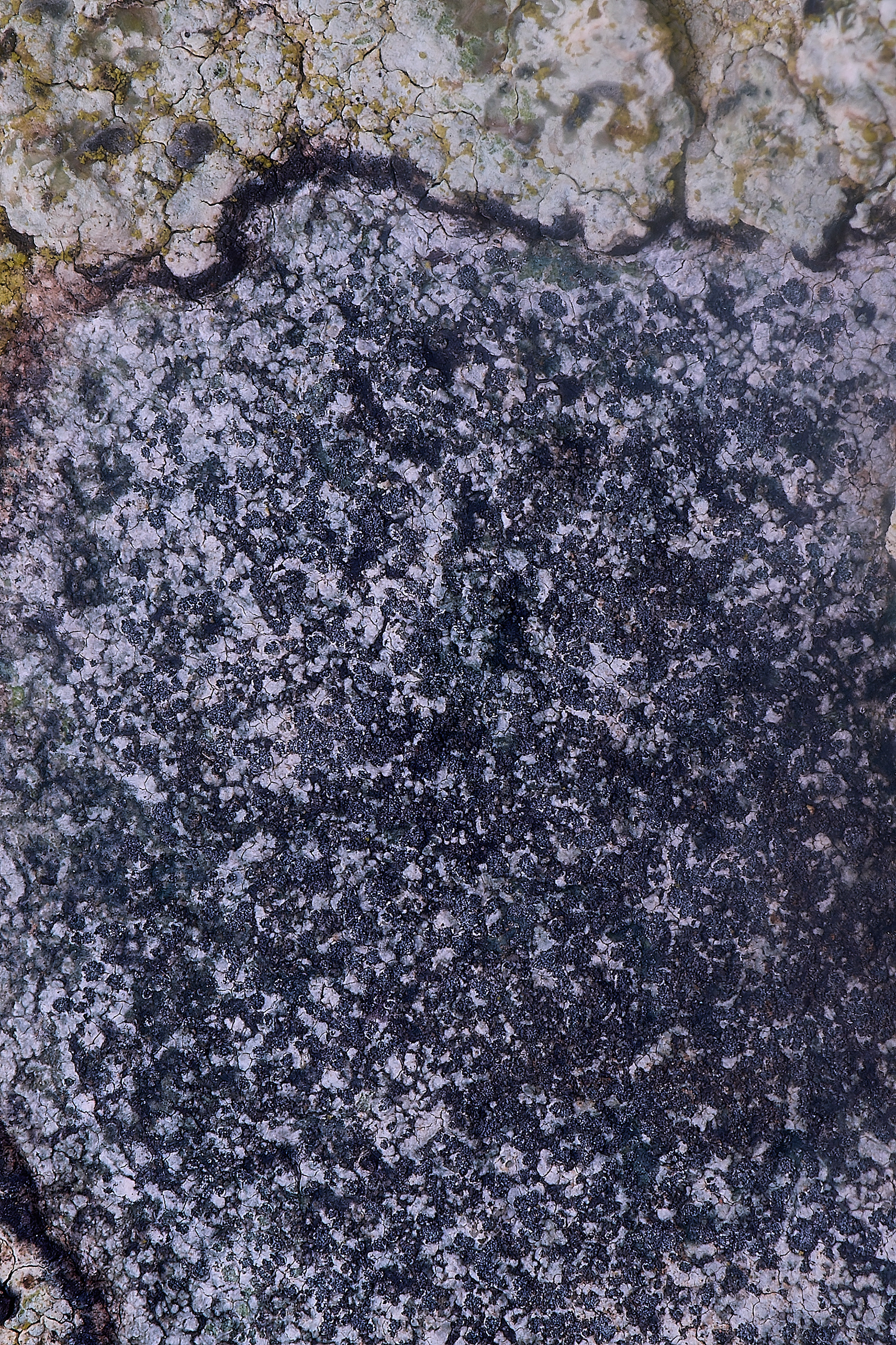 Porpidium tuberculosa