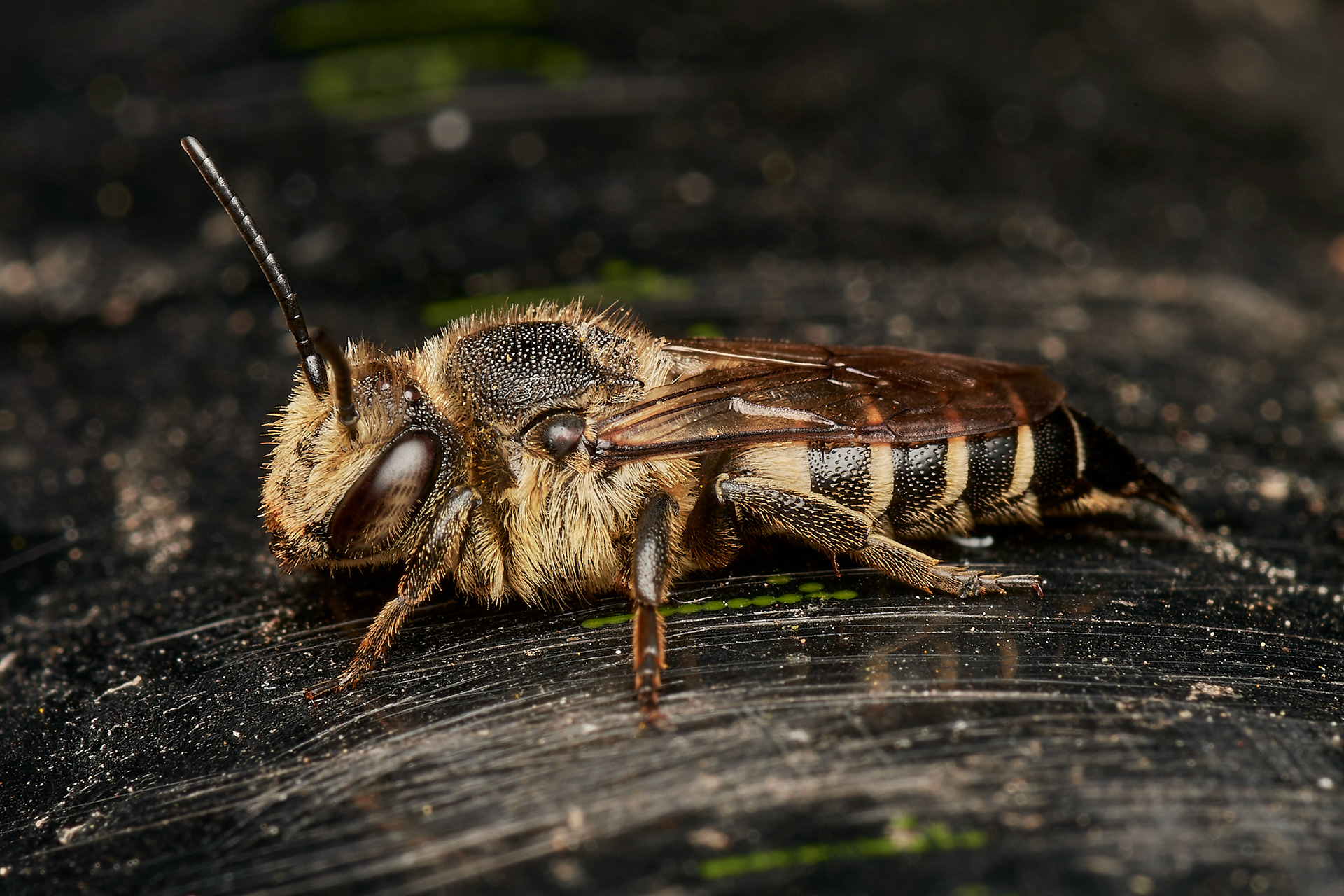 Dull-vented Sharp-tail Bee ♀︎ (Coelioxys elongata) Hanworth