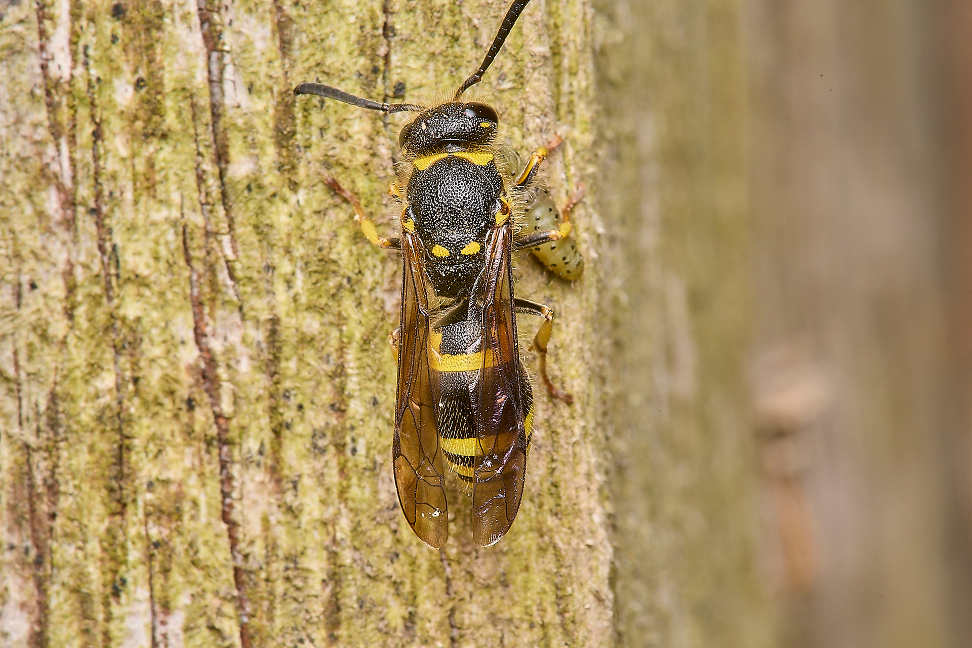 Early Mason Wasp (Ancistrocerus nigricornis)♀︎