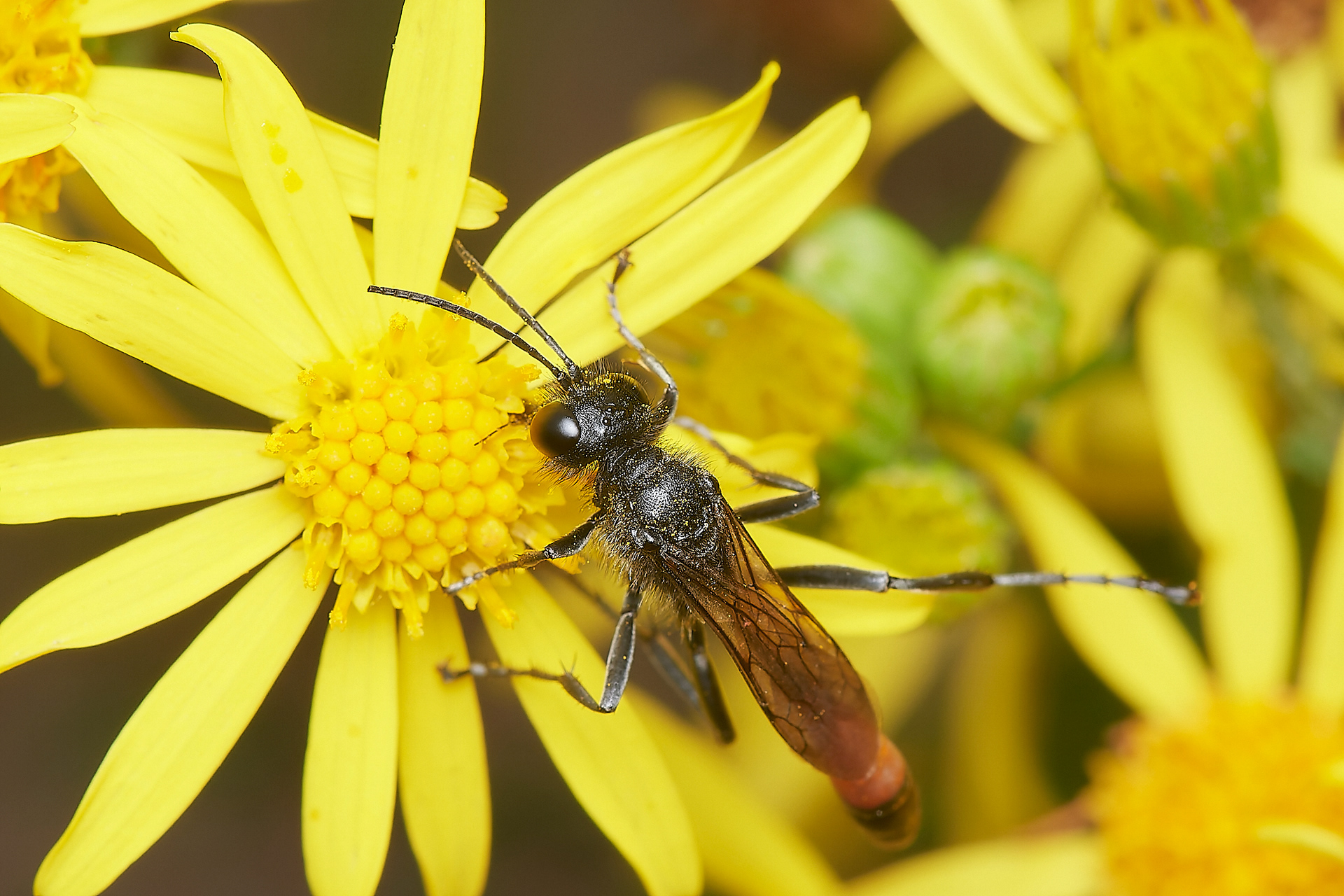 Hairy Sand Wasp ♂︎ (Podalonia hirsuta) Santon Downham