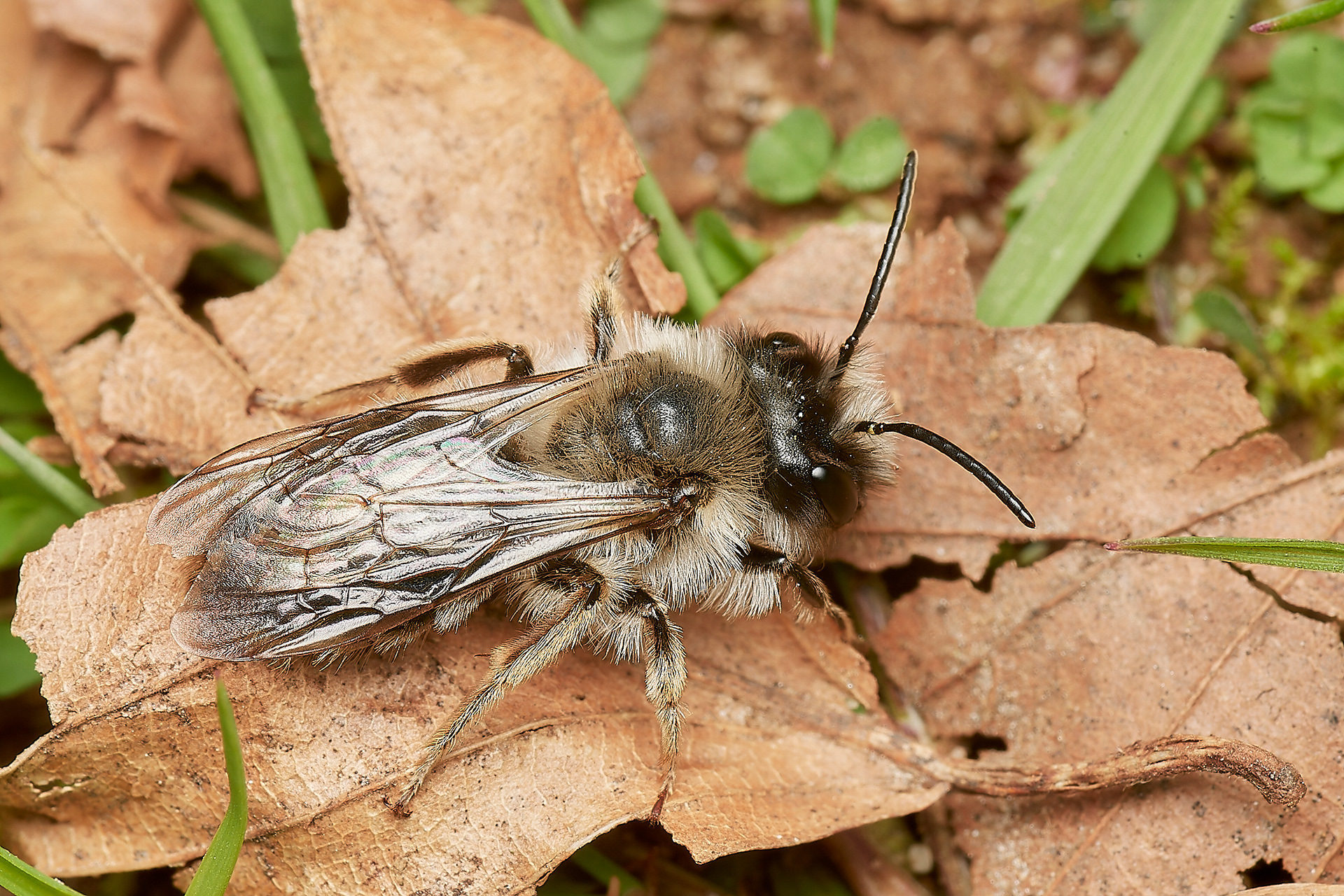 Grey-backed Mining Bee ♂︎ (Andrena vaga) Brundall 04/23