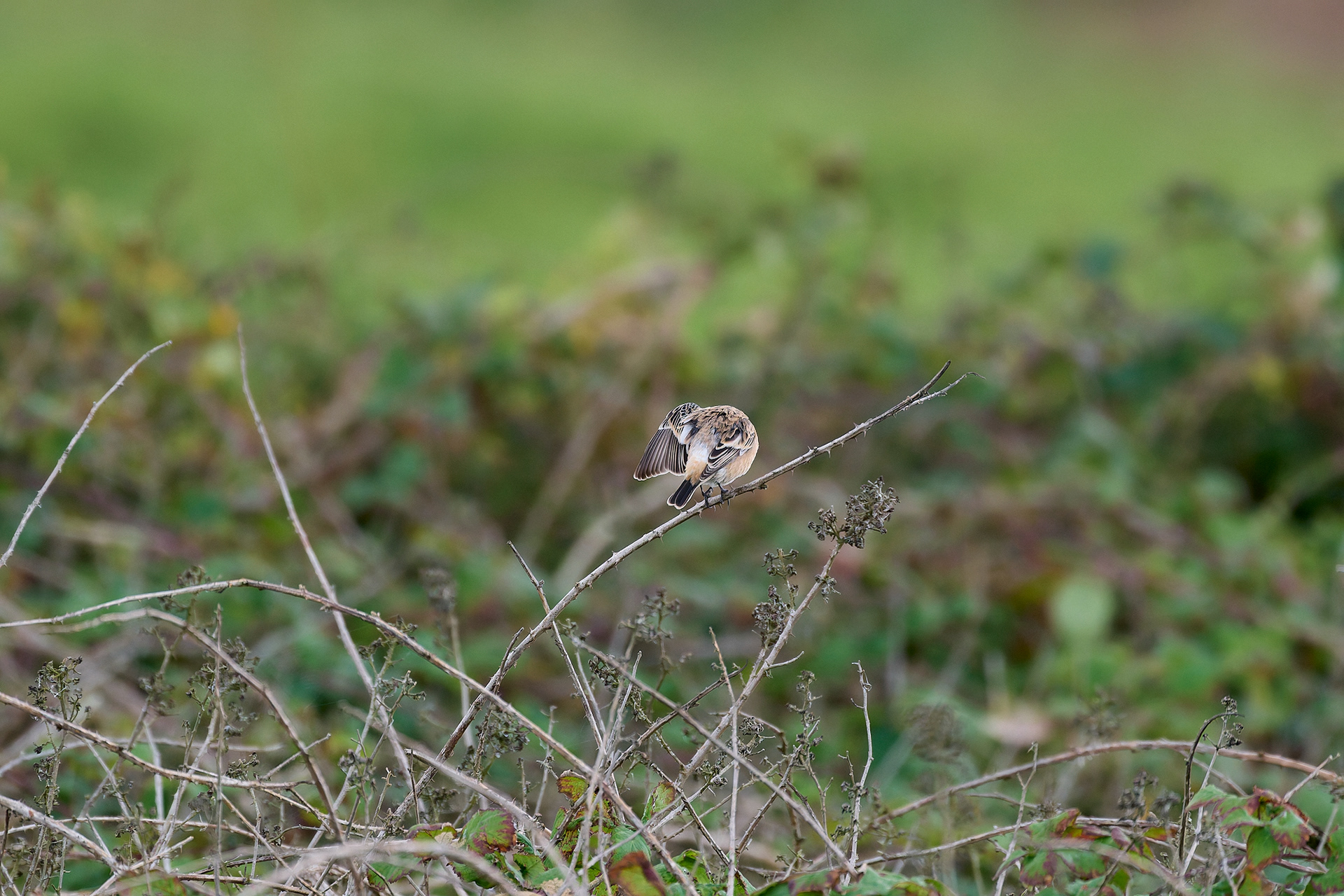 Eastern Stonechat Sp
