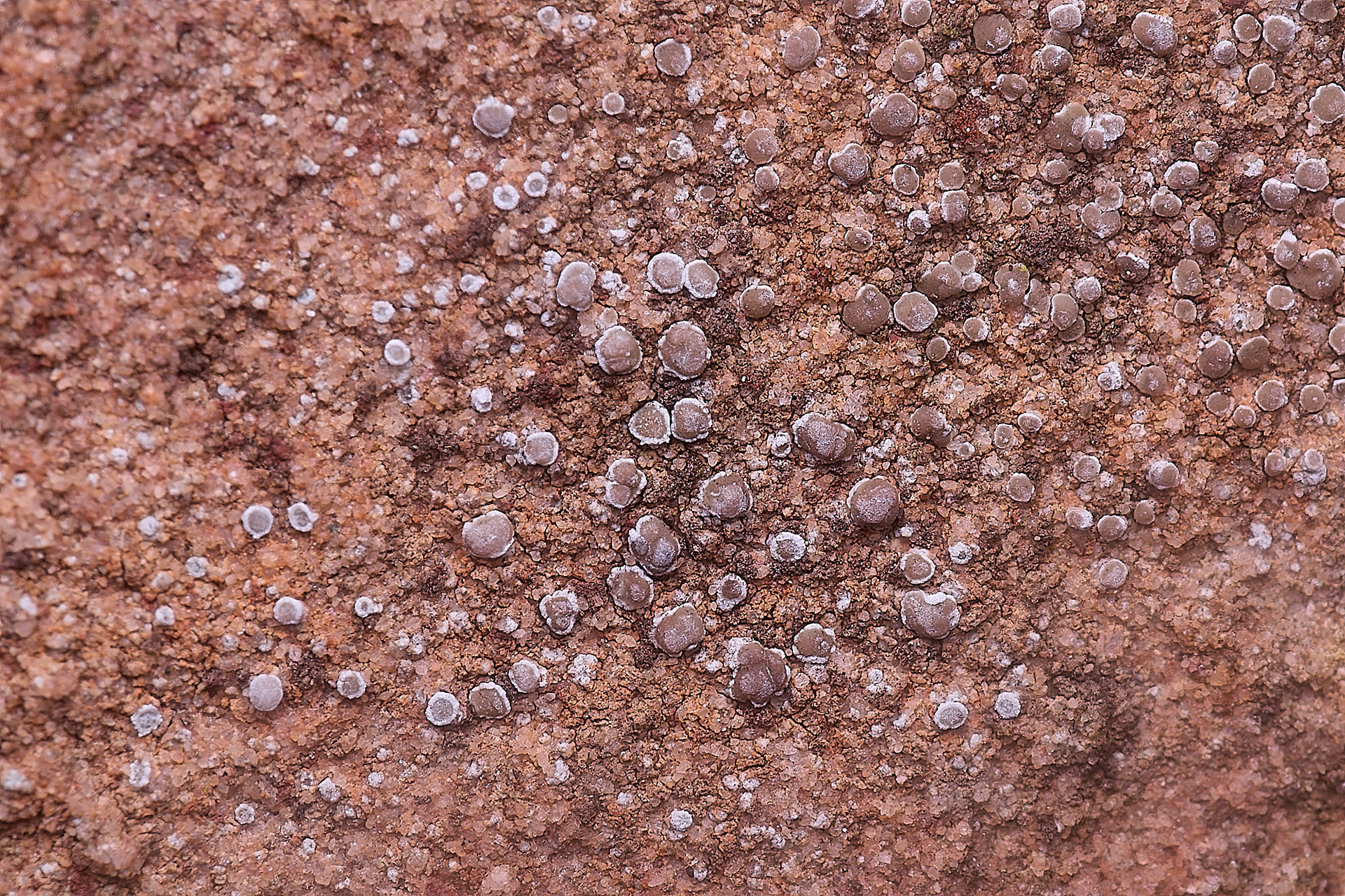 Myriolecis Sp