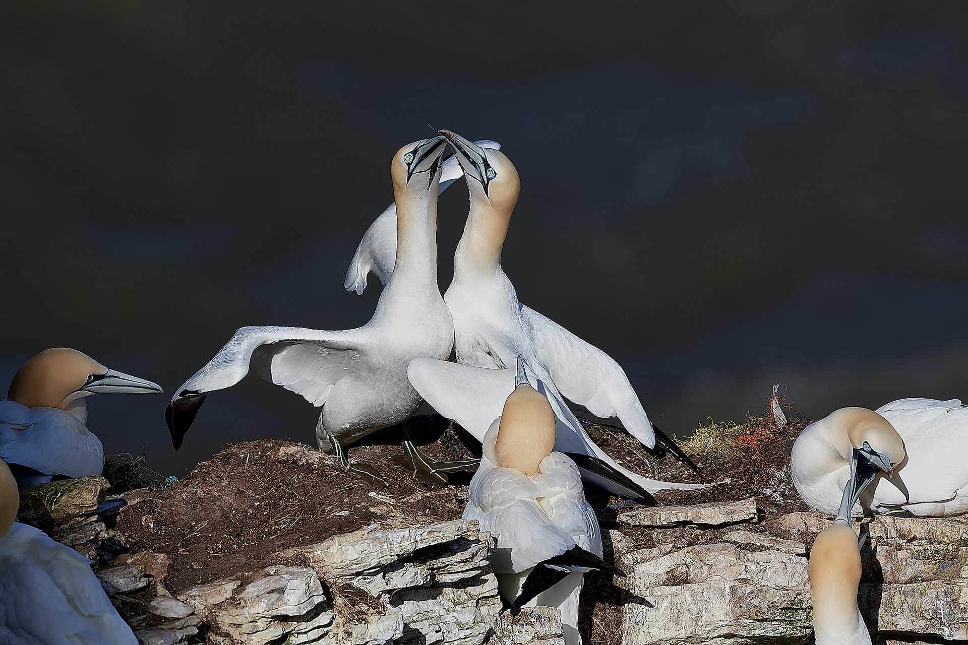 Gannets (Morus bassanus)
