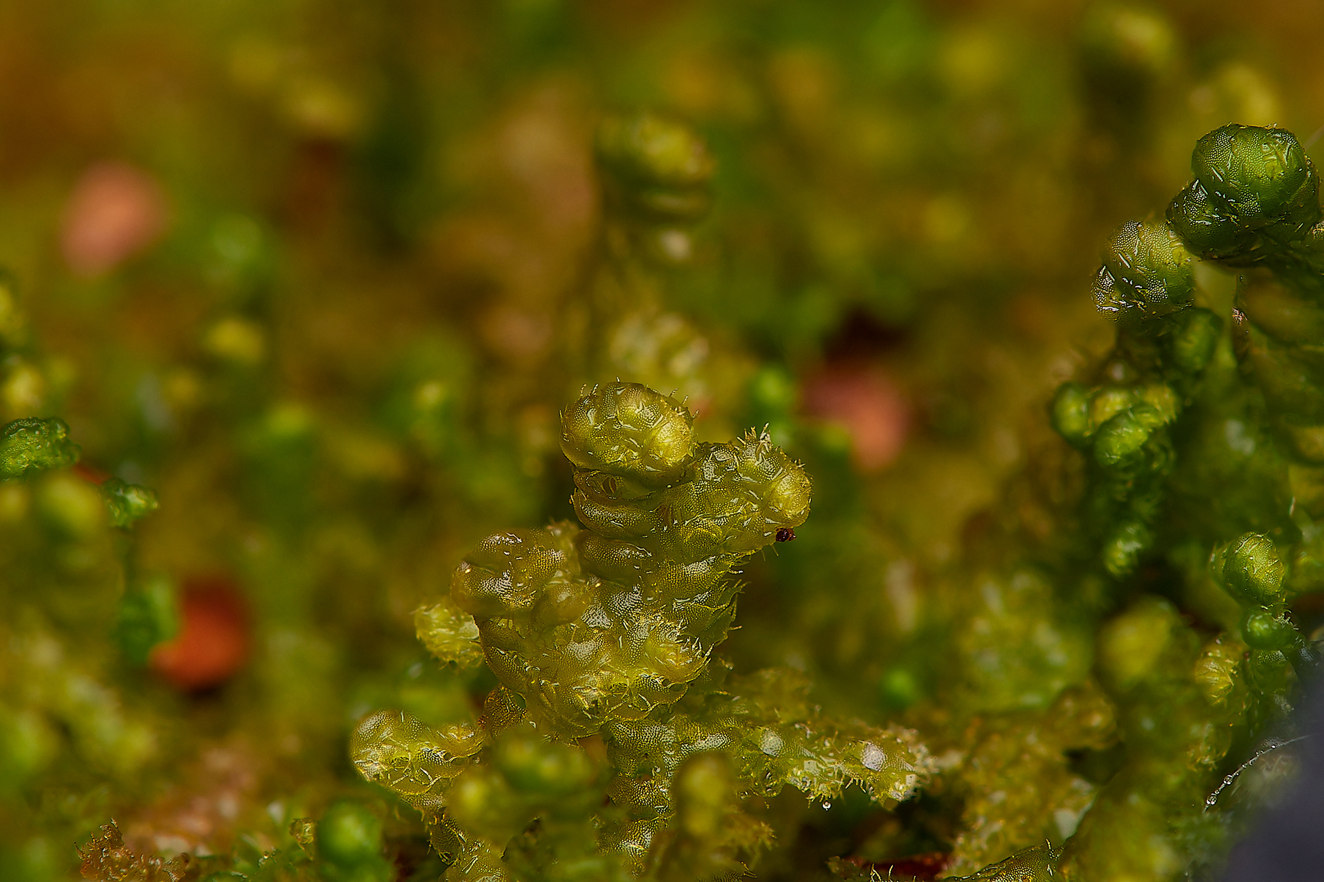 Ciliated Fringewort (Ptilidium ciliare) Wootton Woods