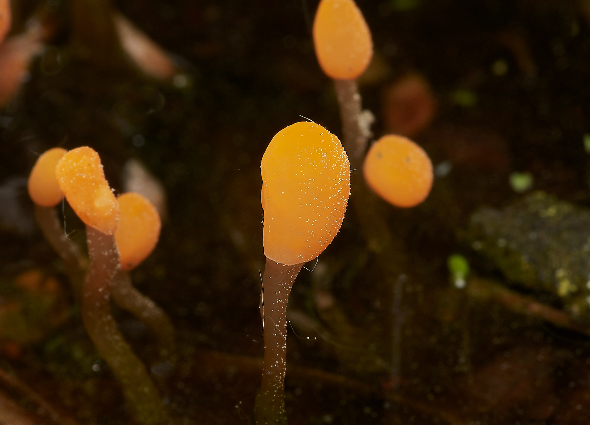 Bog Beacon (mitrula padulosa)
