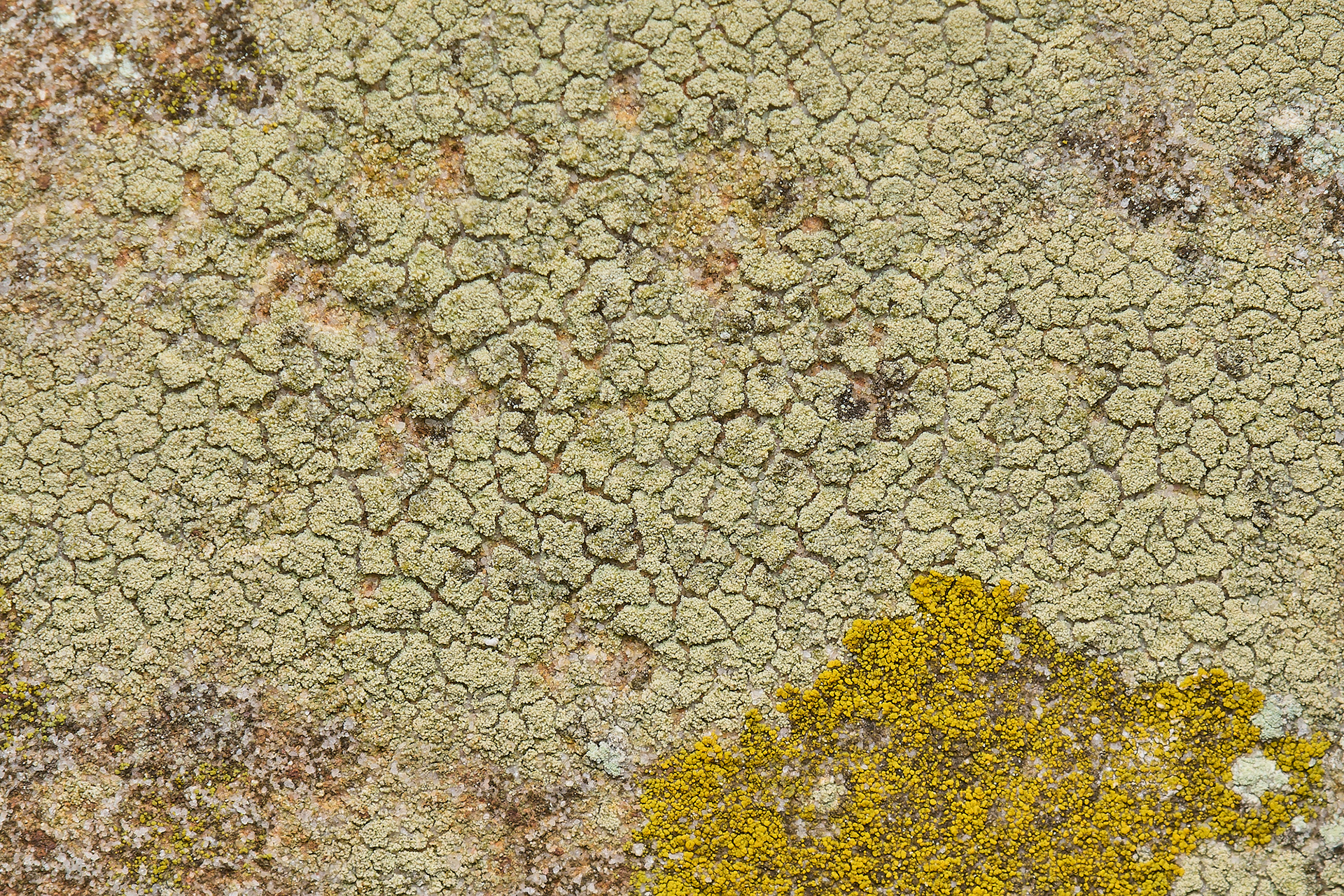 Likely to be either Pyrrhospora quercina or Lecanora expallens