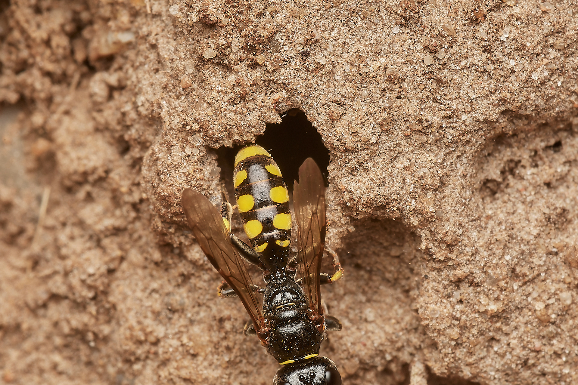 Ectemnius Sp? Hanworth