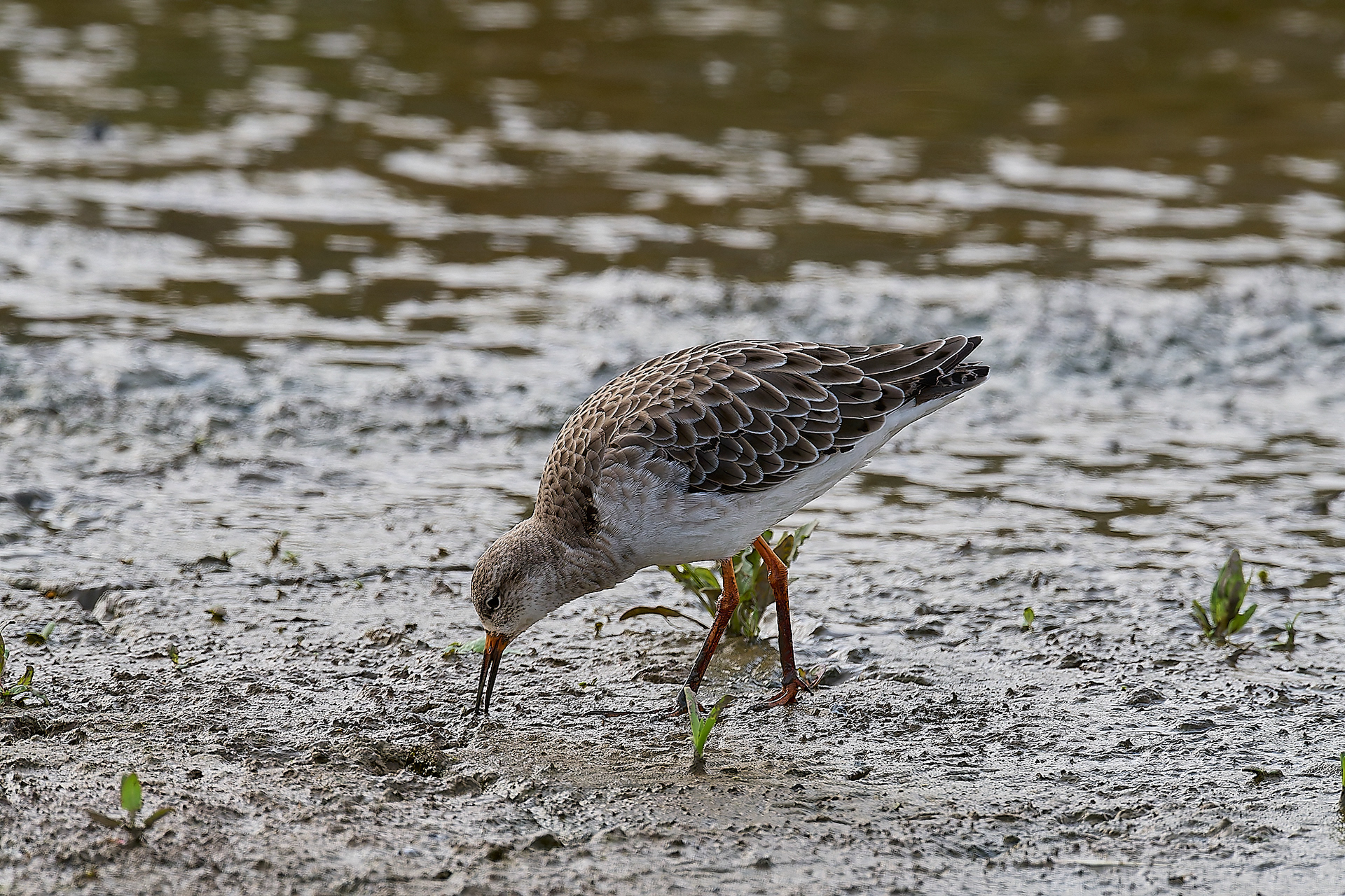 Titchwell Ruff (Calidris pugnax) 09/24