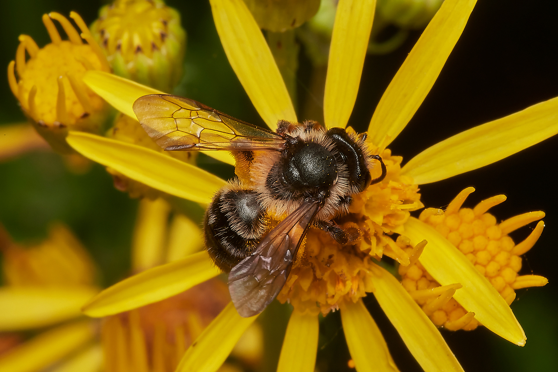 Grey-banded Mining Bee (Andrena denticulata)