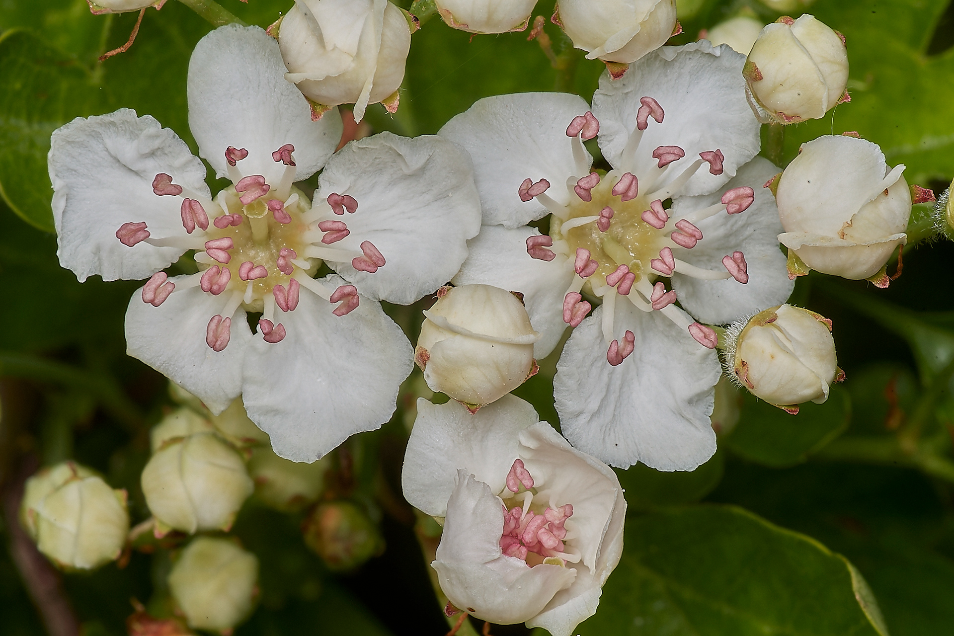 Hawthorn (Crataegus monugyna) Cley