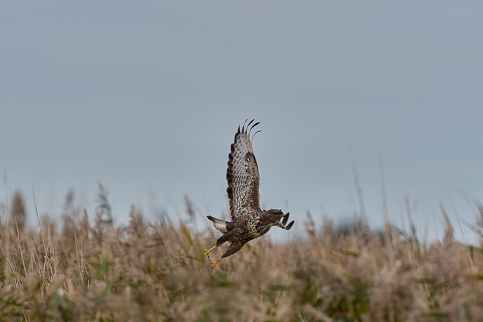 Buzzard (Buteo buteo)