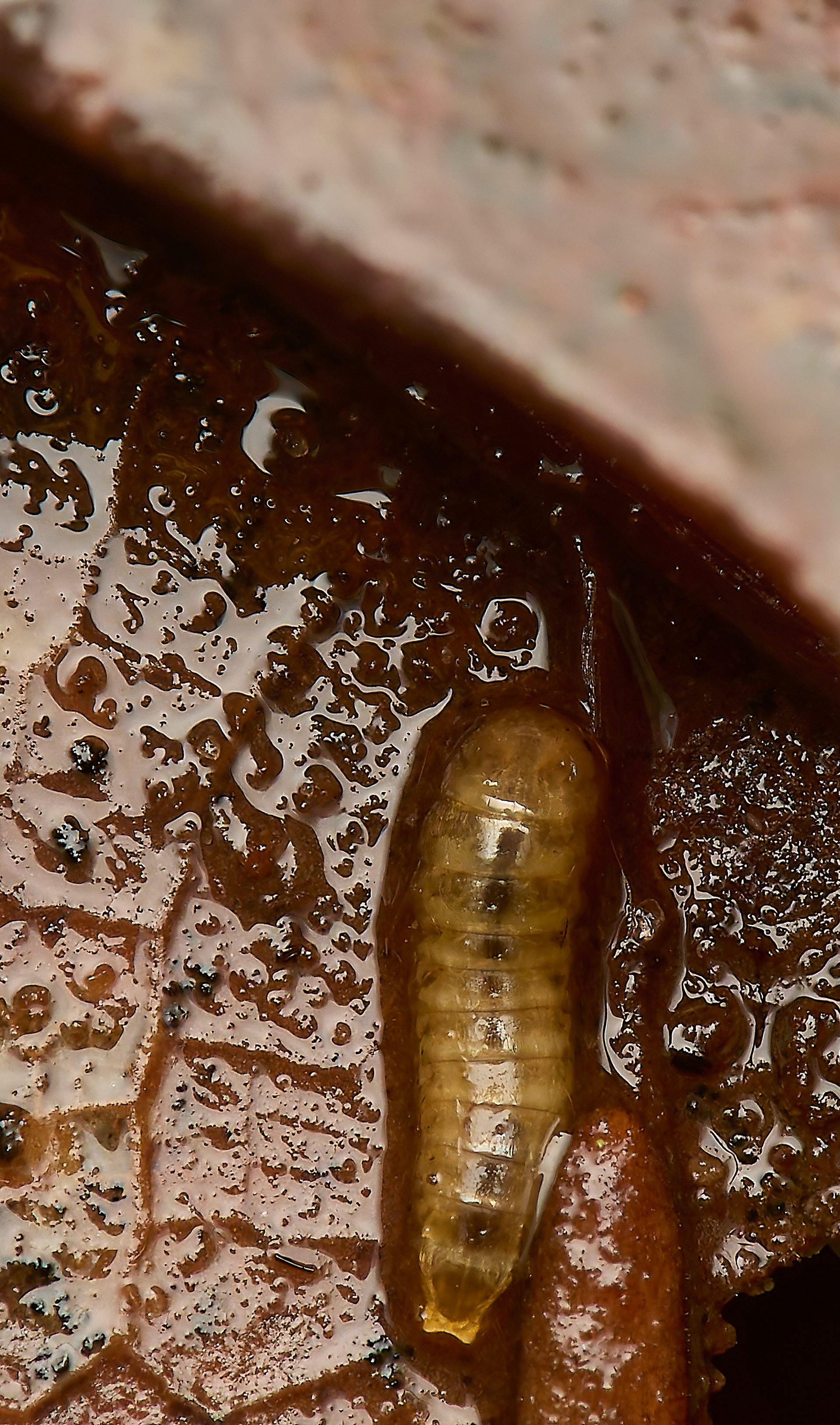 Prionocyphon serricornis Larva