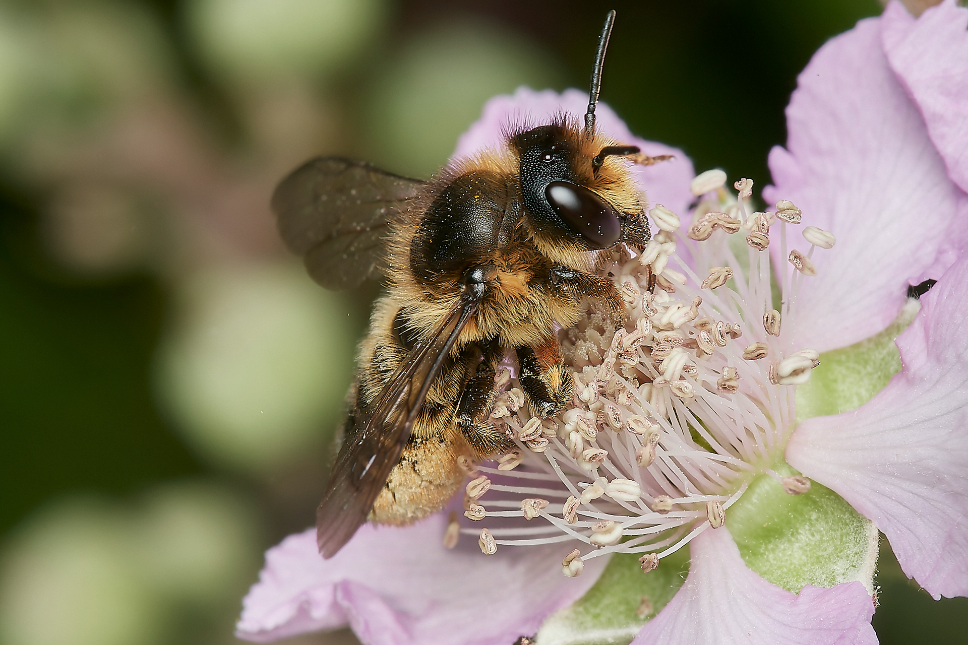 Willughby's Leafcutter Bee (Megachile willughbiella) Hanworth