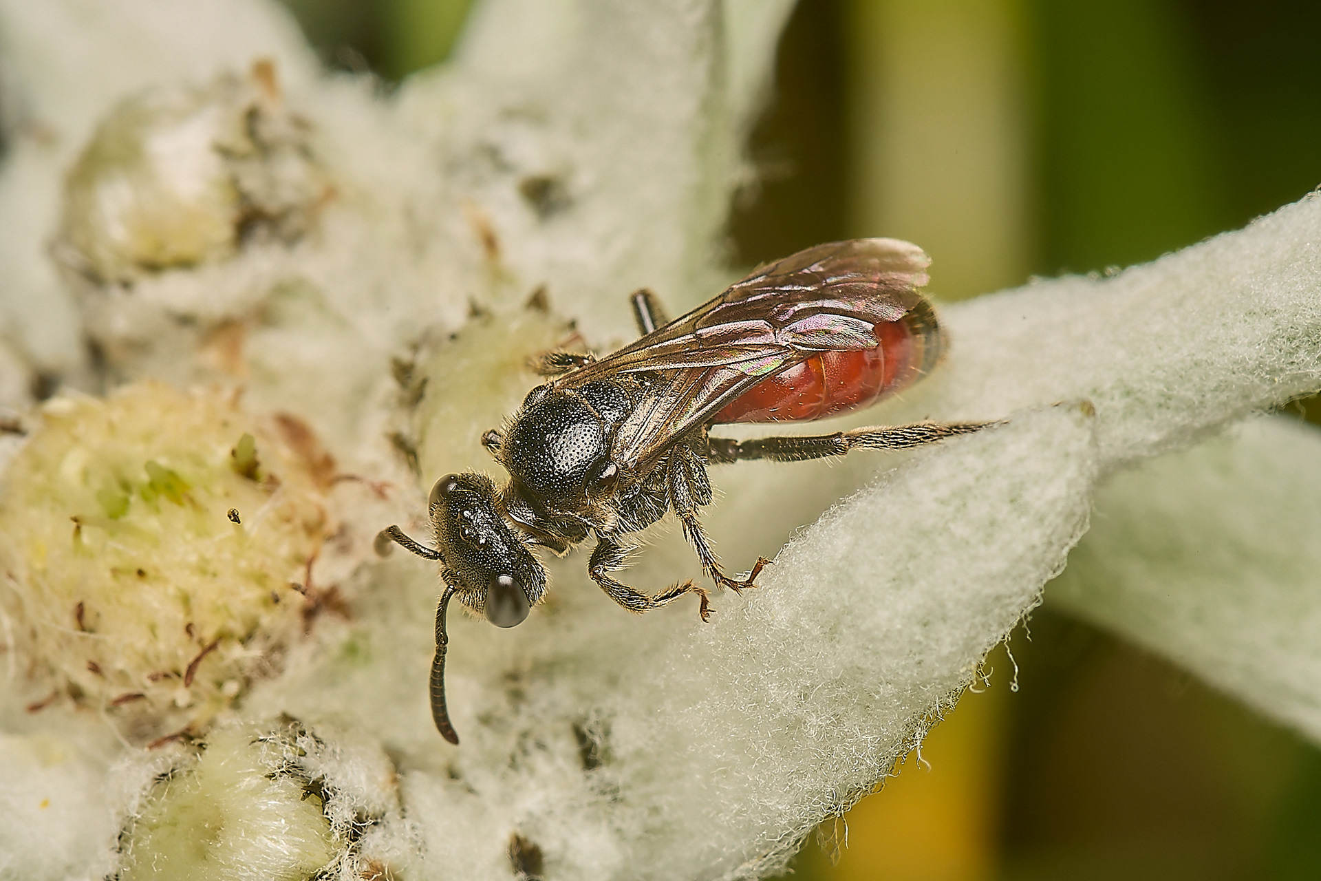 Blood Bee Sp (Sphecodes Sp)