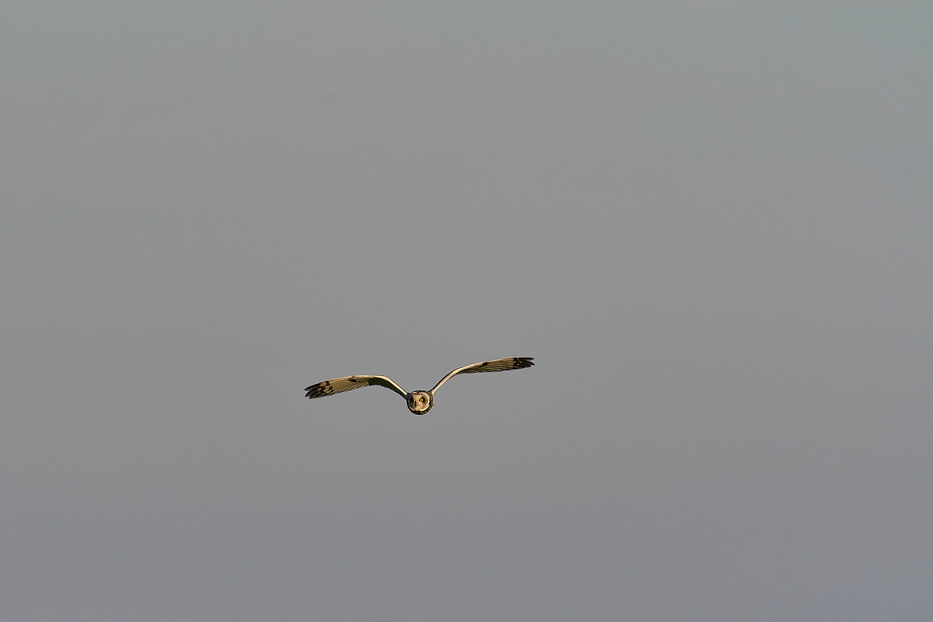 Short-eared Owl