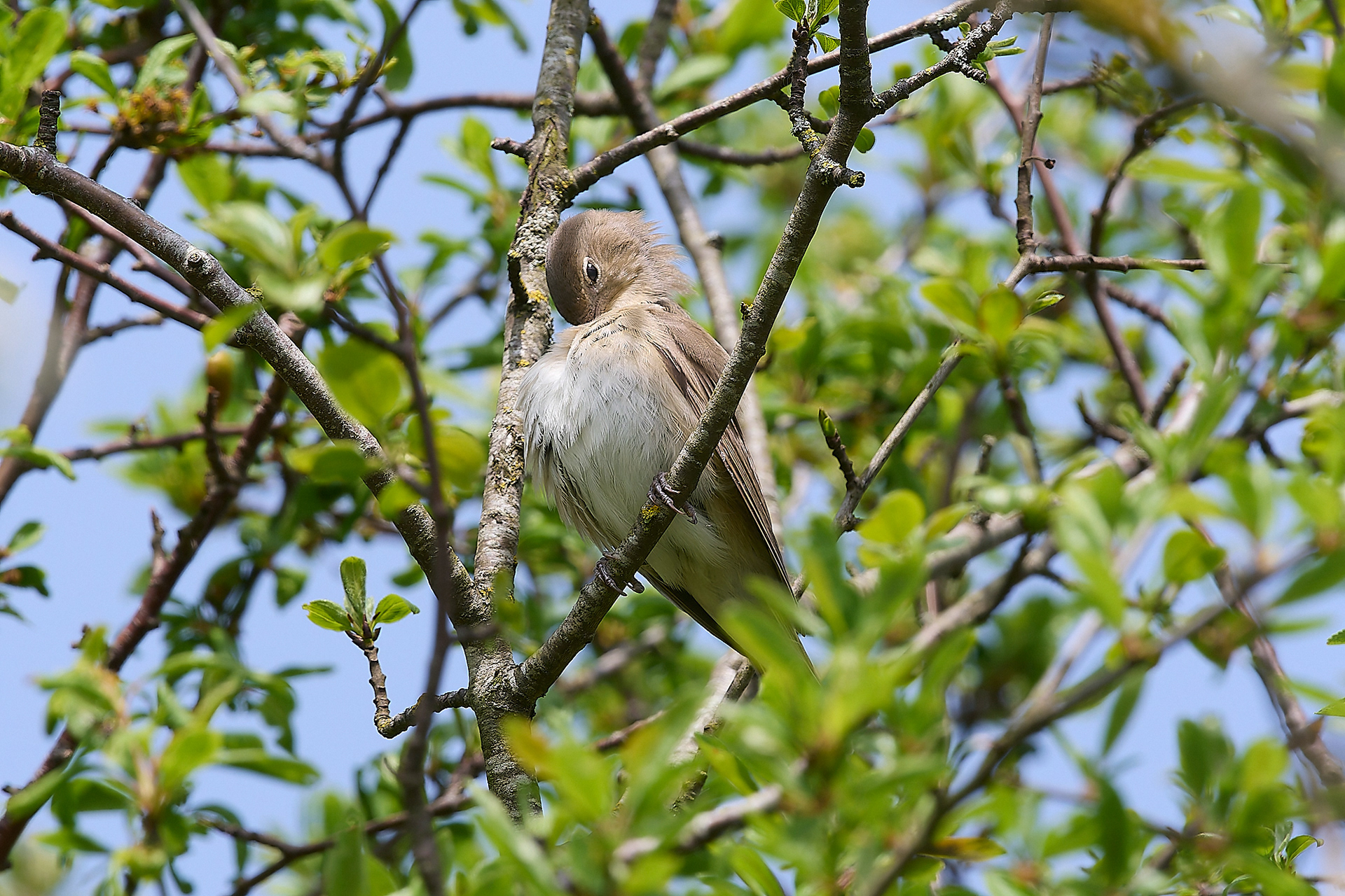 Garden Warbler (Sylvia borin)