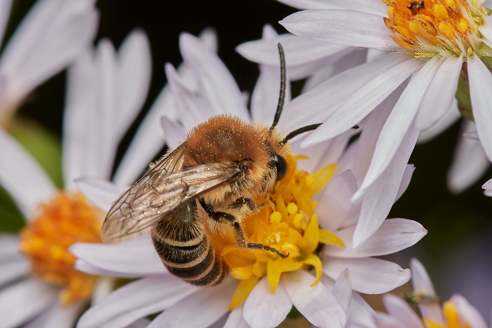 Sea Aster Mining Bees (Colletes halophilus) Gramborough HillSea Aster Mining Bees (Colletes halophilus) Gramborough HillSea Aster Mining Bees (Colletes halophilus) Gramborough Hill