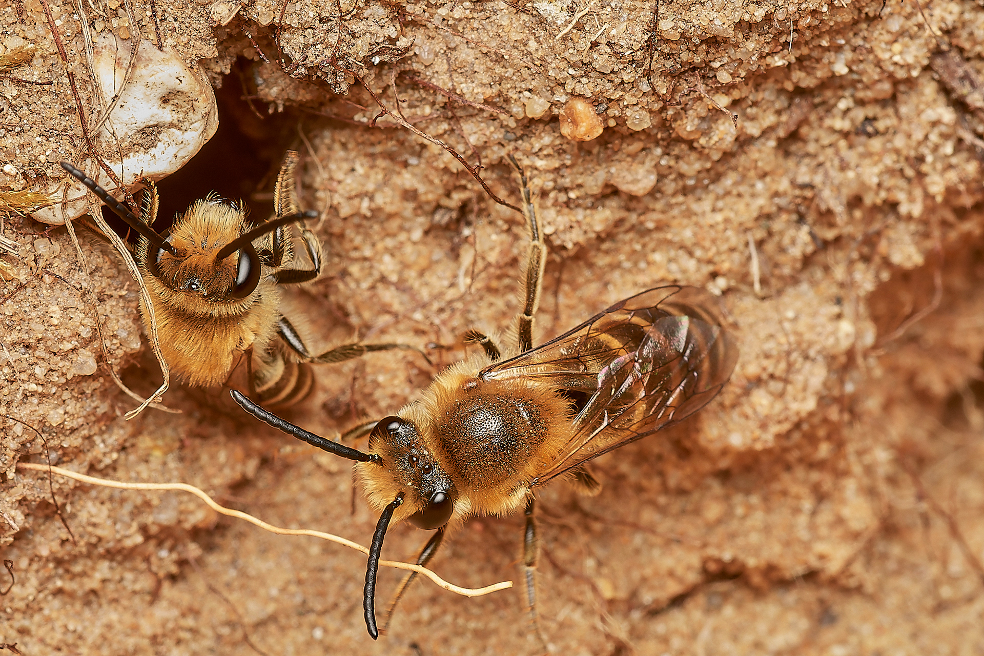 Ivy Bee (Colletes hederae) Felmingham Cutting