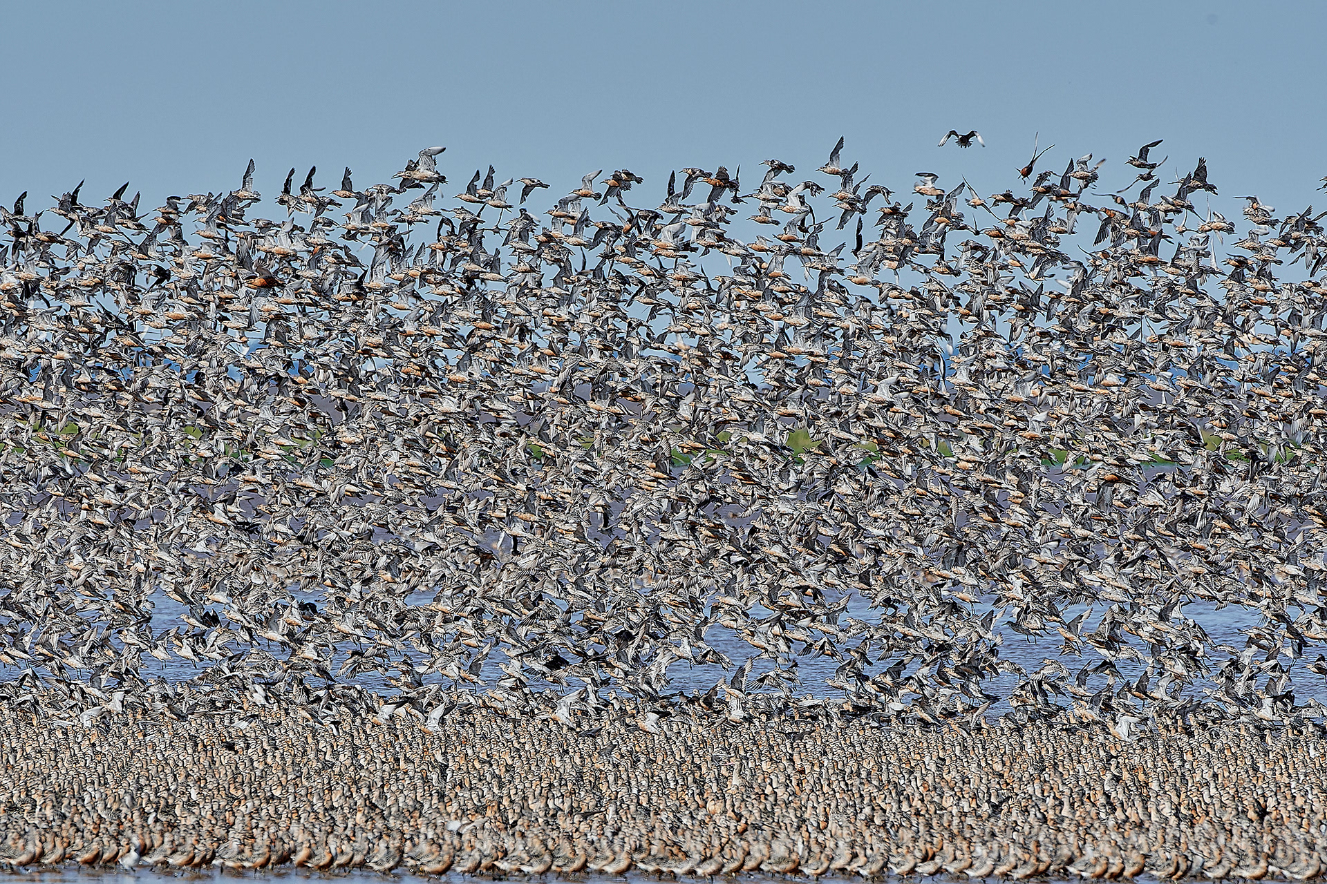 Snettisham Wader Spectacular 08/21