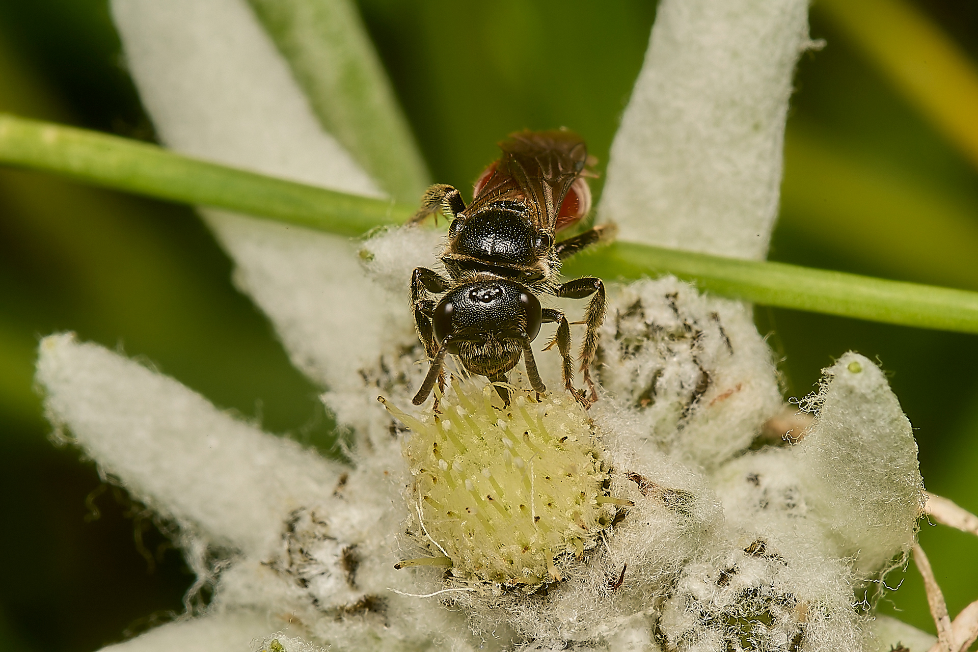 Blood Bee Sp (Sphecodes Sp)