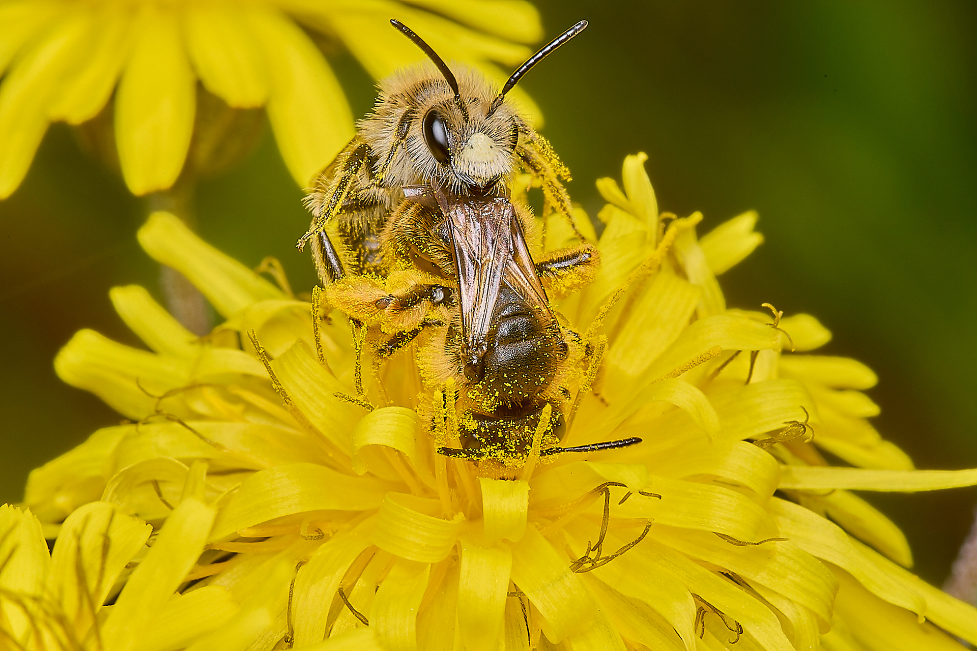 Catsear Mining Bee (Andrena humilis)♀︎&♂︎