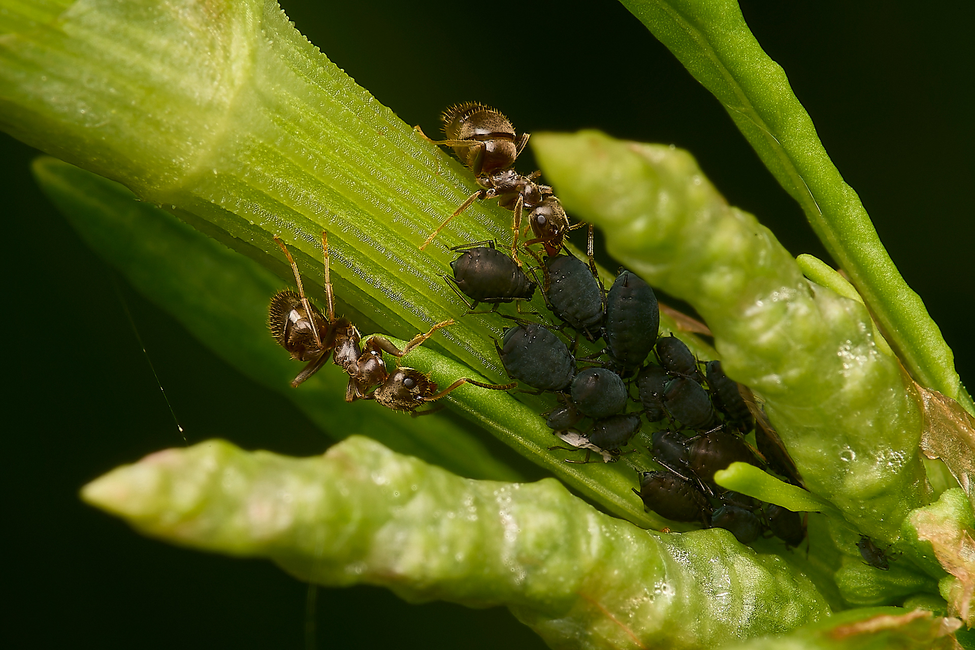 Ant Sp + Aphid Sp?
