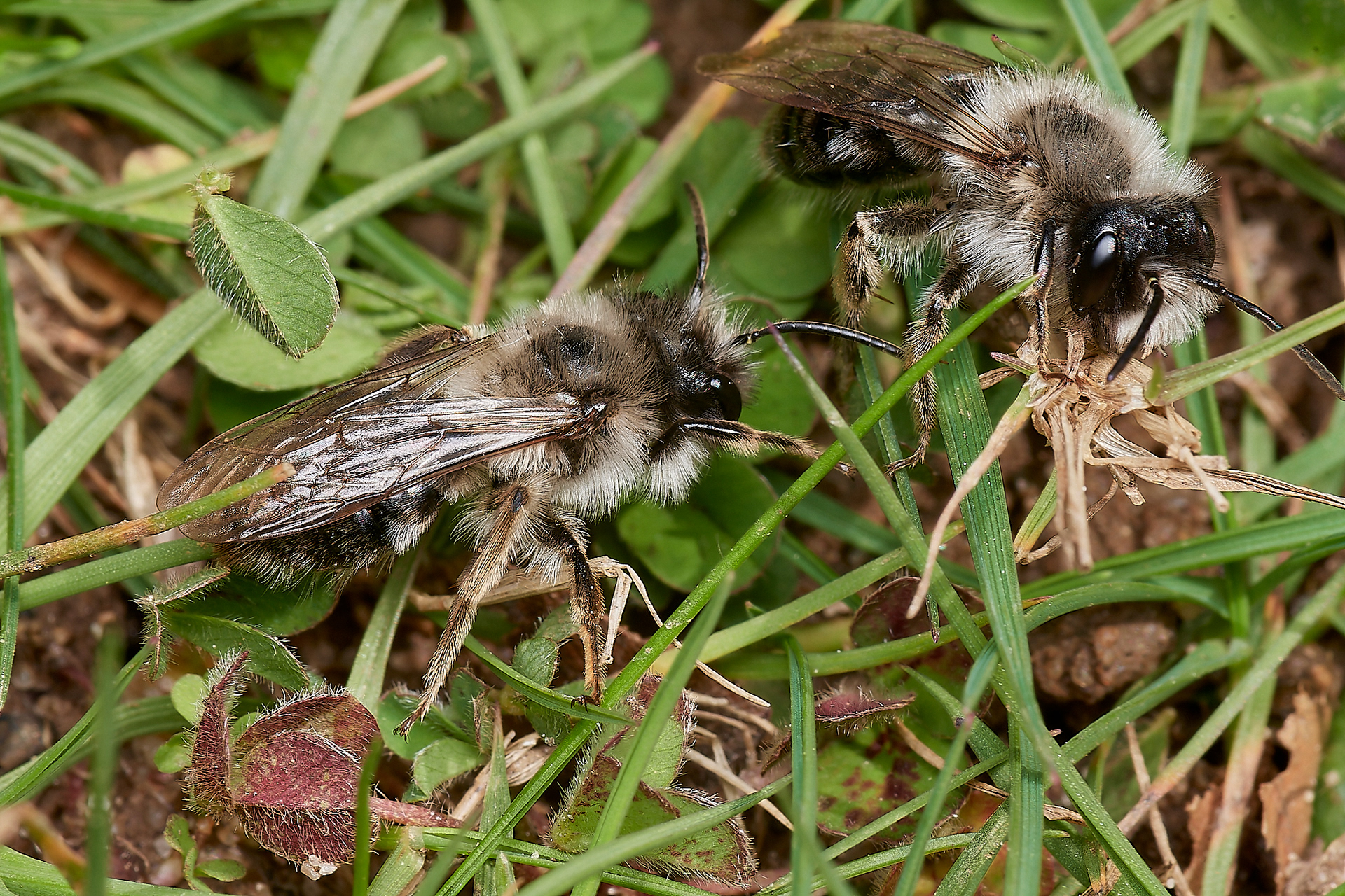 Grey-backed Mining Bee 2♂︎s (Andrena vaga) Brundall 04/23