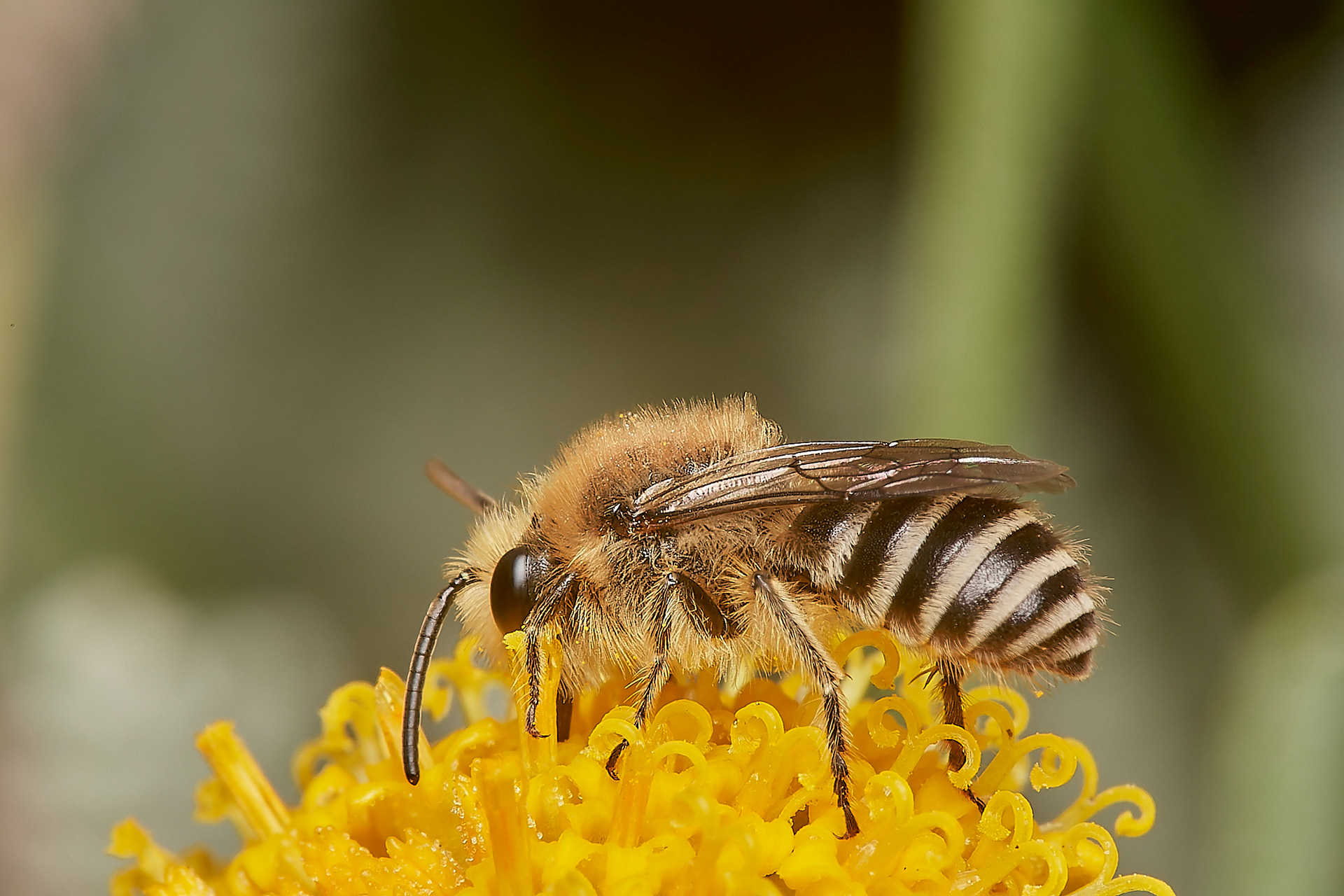 Colletes Sp Slapton Ley