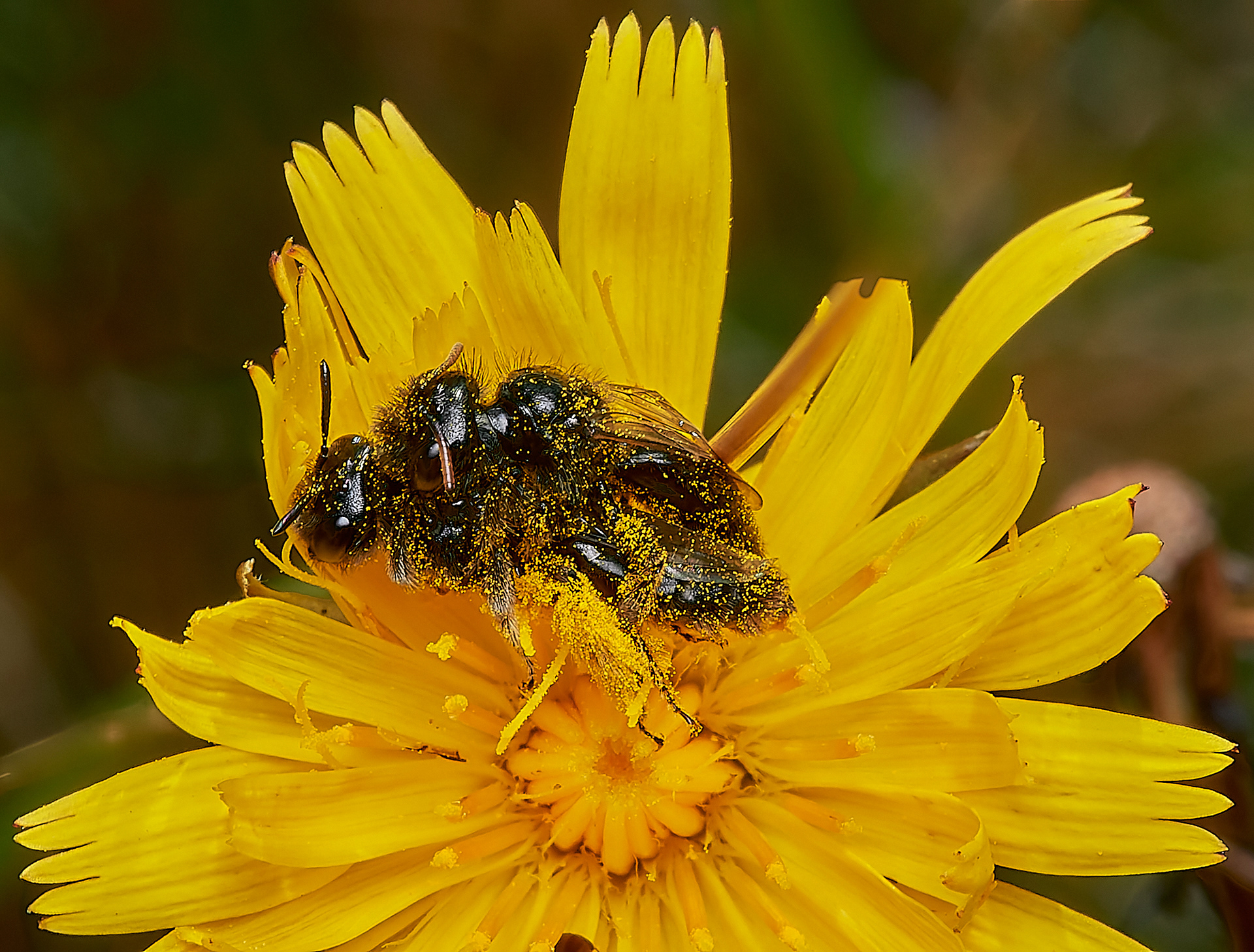 Small Shaggy Bee (Panurgus calcuratus) Santon Downham