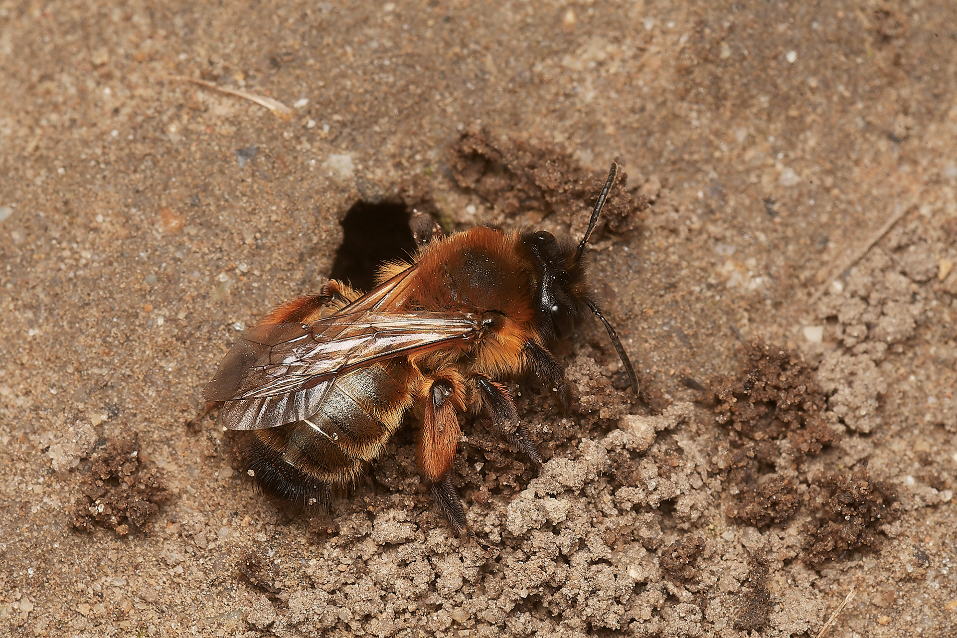 Buffish Mining Bee ♀︎Andrena nigroaenea) Hanworth 04/23