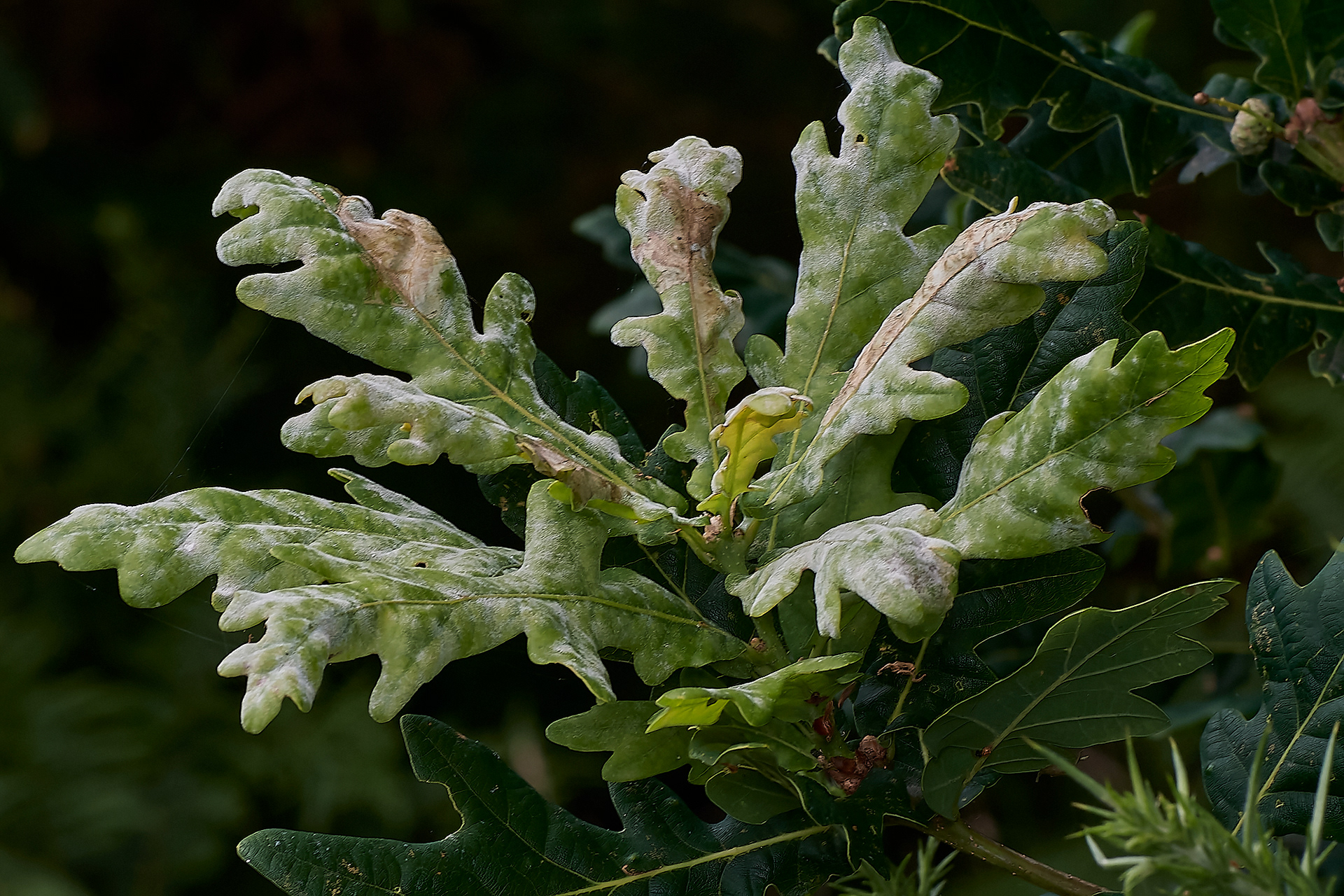 Oak (Quercus robur) Kelling Heath