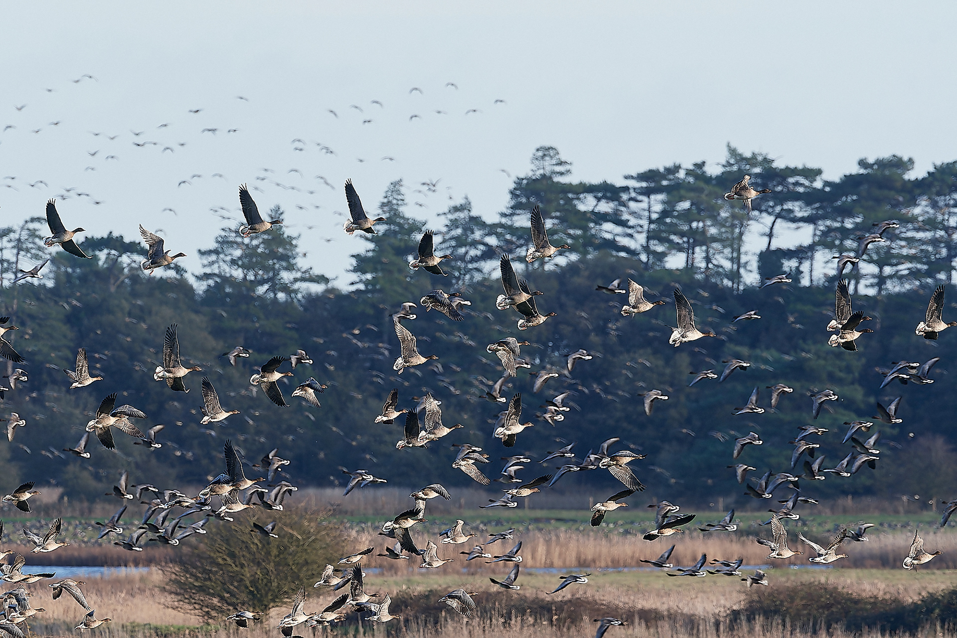 Pinkfeet (Anser brachyrhynchus) Holkham freshmarsh