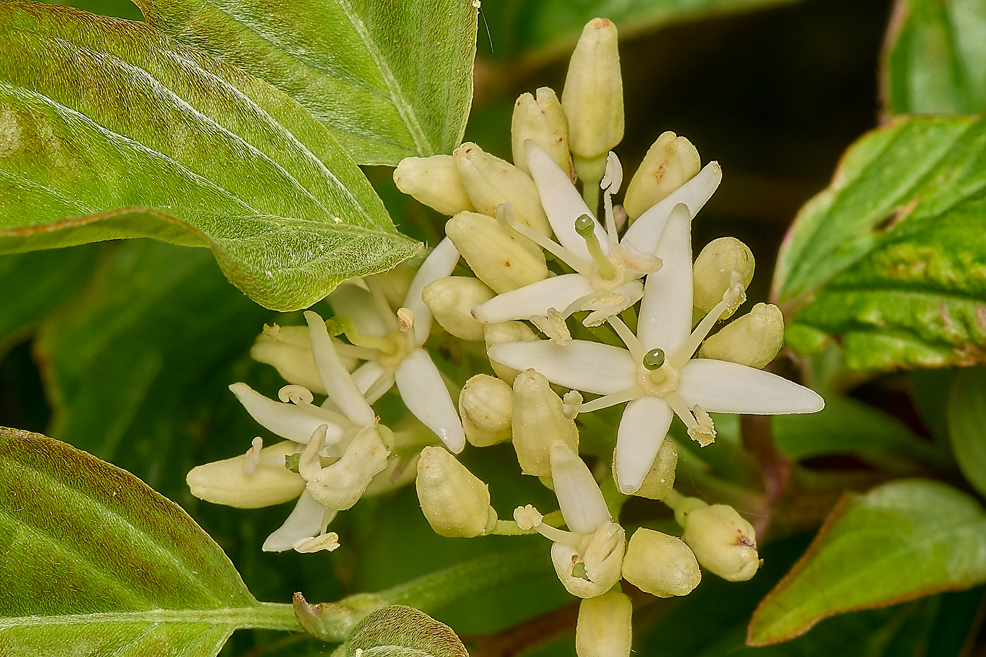 Dogwood