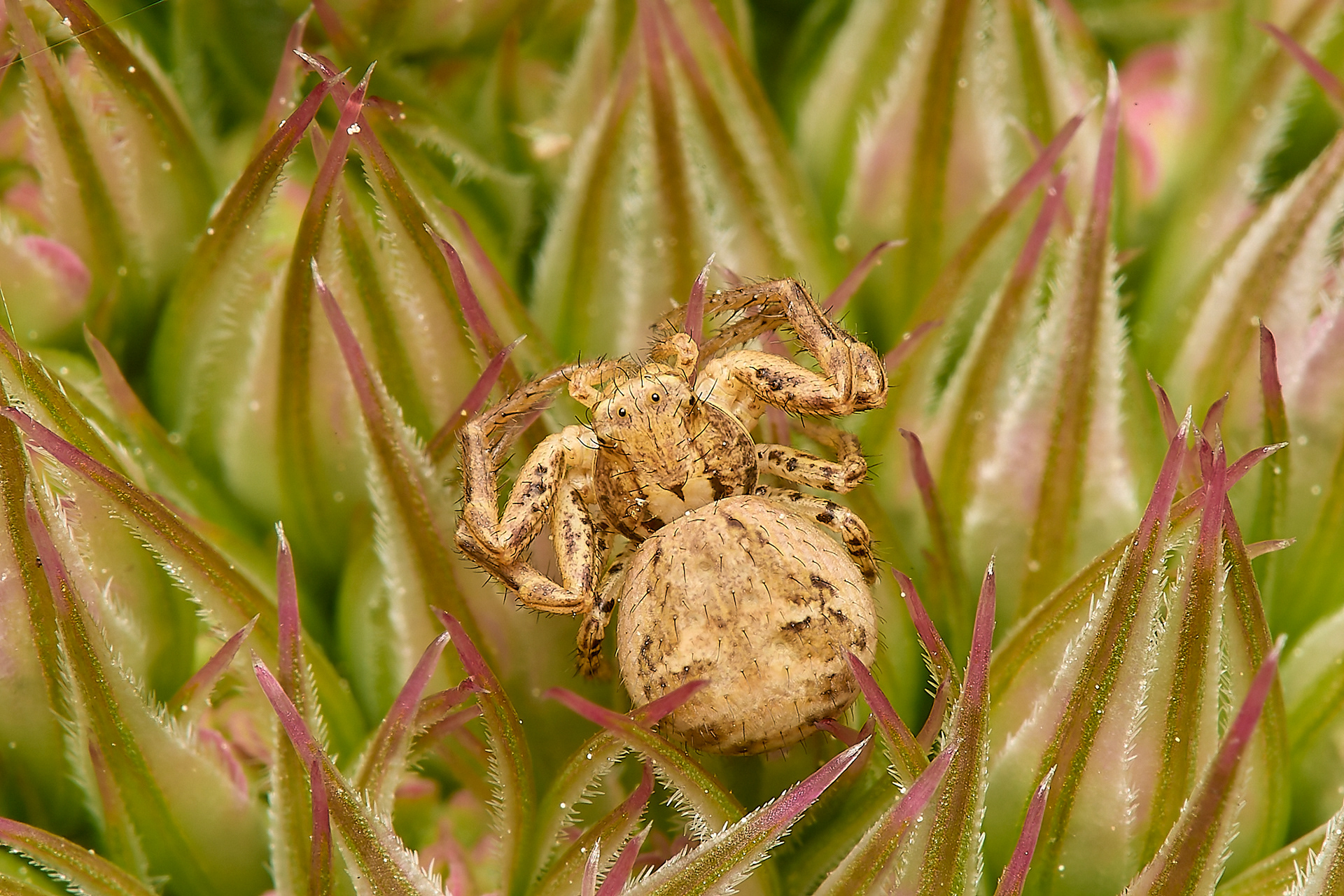 Crab Spider (Xysticus ulmi/cristatus)
